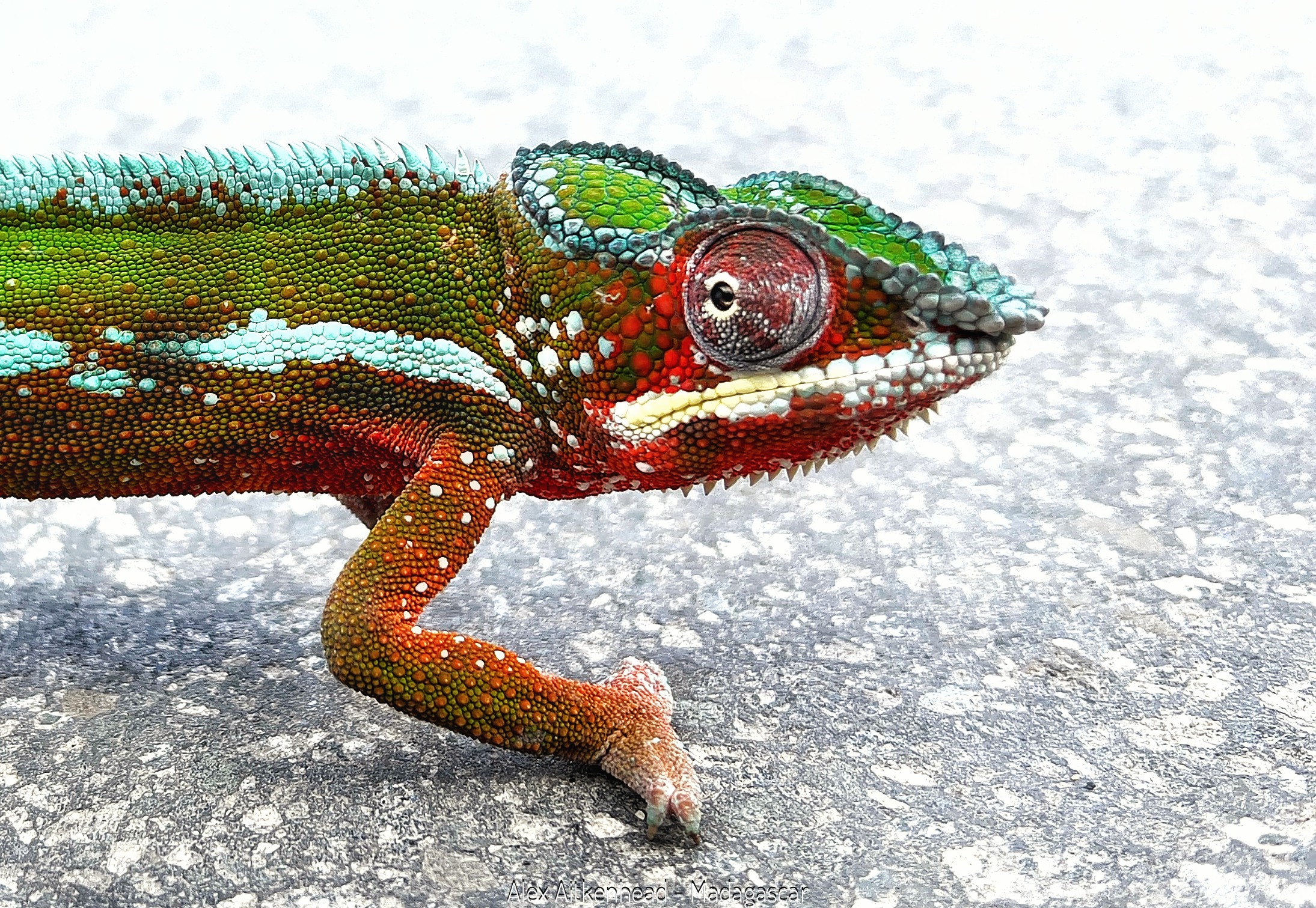 Giant Chameleons of Madagascar, Madagascar, Oustalet's Chameleon, Parsons Chameleon, Endemic Species, Alex Aitkenhead, The Red Island, $th Largest Island in the world, Reptiles, Reptiles of Madagascar
