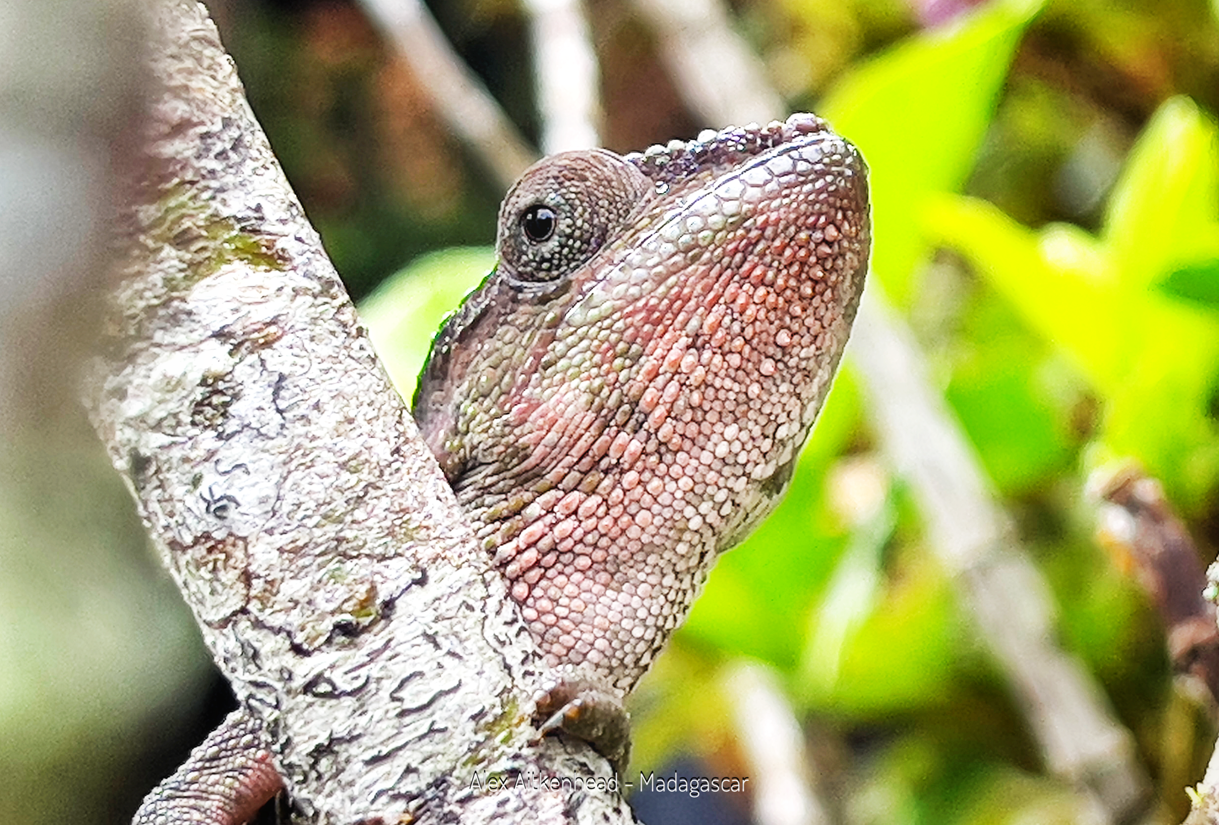 Giant Chameleons of Madagascar, Madagascar, Oustalet's Chameleon, Parsons Chameleon, Endemic Species, Alex Aitkenhead, The Red Island, $th Largest Island in the world, Reptiles, Reptiles of Madagascar