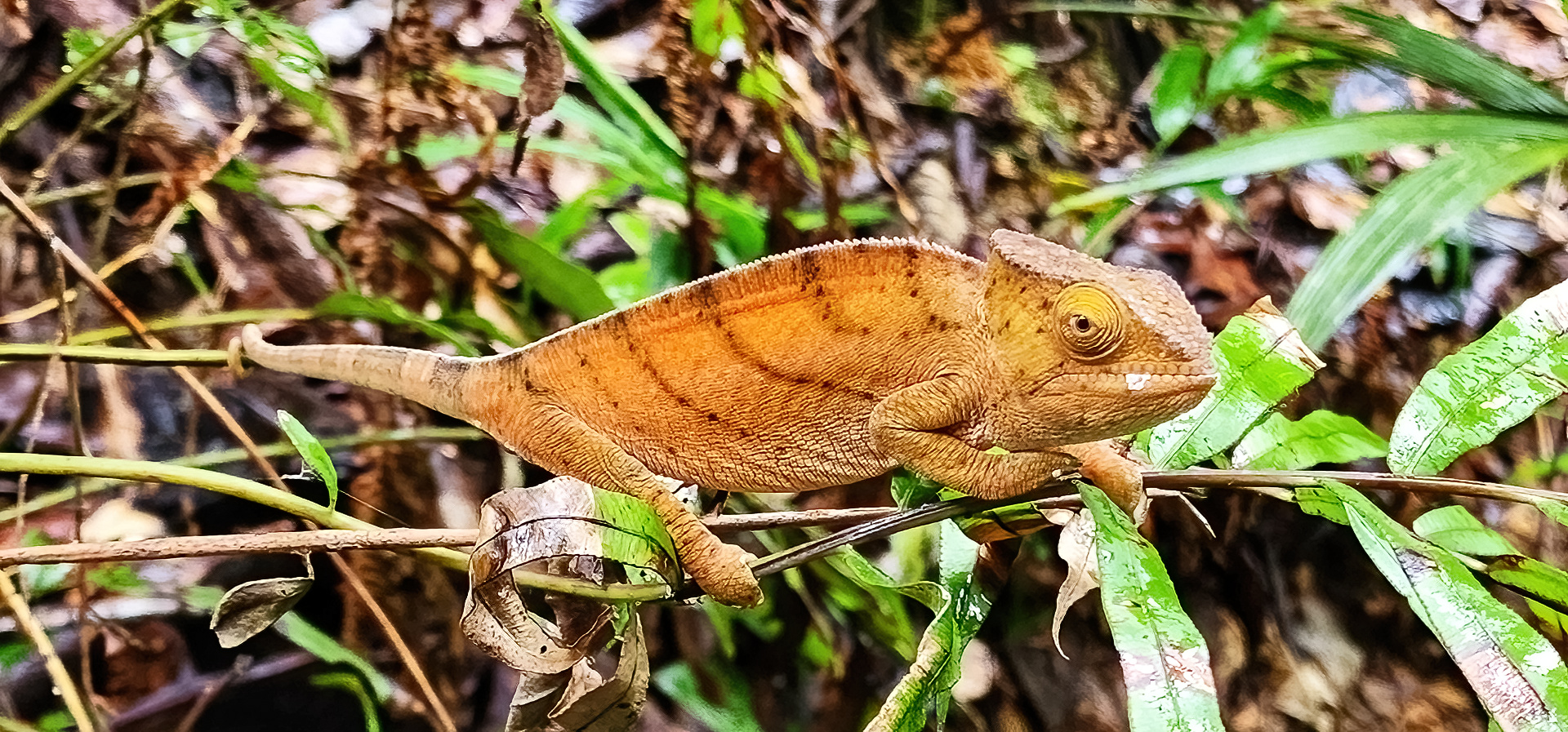 Giant Chameleons of Madagascar, Madagascar, Oustalet's Chameleon, Parsons Chameleon, Endemic Species, Alex Aitkenhead, The Red Island, $th Largest Island in the world, Reptiles, Reptiles of Madagascar