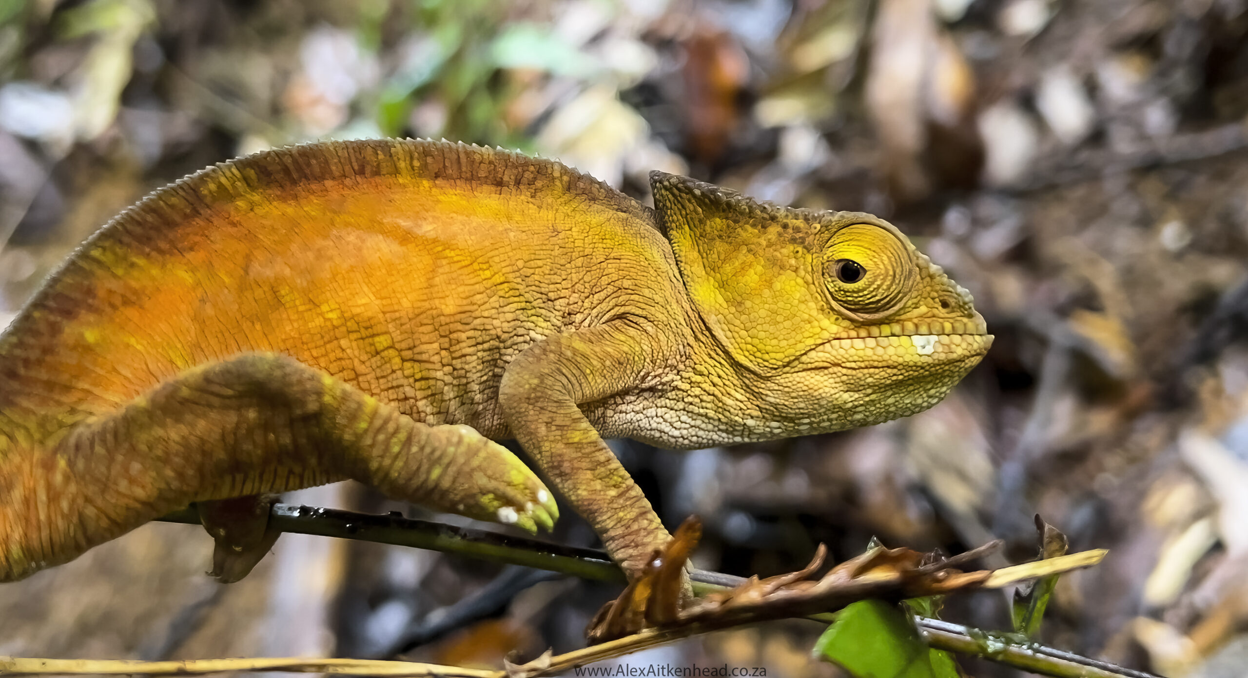 Giant Chameleons of Madagascar, Madagascar, Oustalet's Chameleon, Parsons Chameleon, Endemic Species, Alex Aitkenhead, The Red Island, $th Largest Island in the world, Reptiles, Reptiles of Madagascar