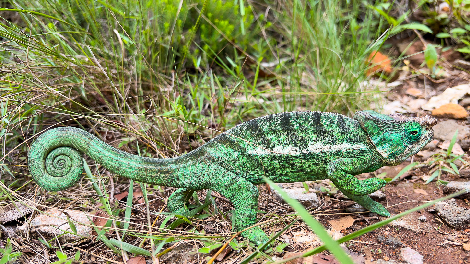 Giant Chameleons of Madagascar, Madagascar, Oustalet's Chameleon, Parsons Chameleon, Endemic Species, Alex Aitkenhead, The Red Island, $th Largest Island in the world, Reptiles, Reptiles of Madagascar