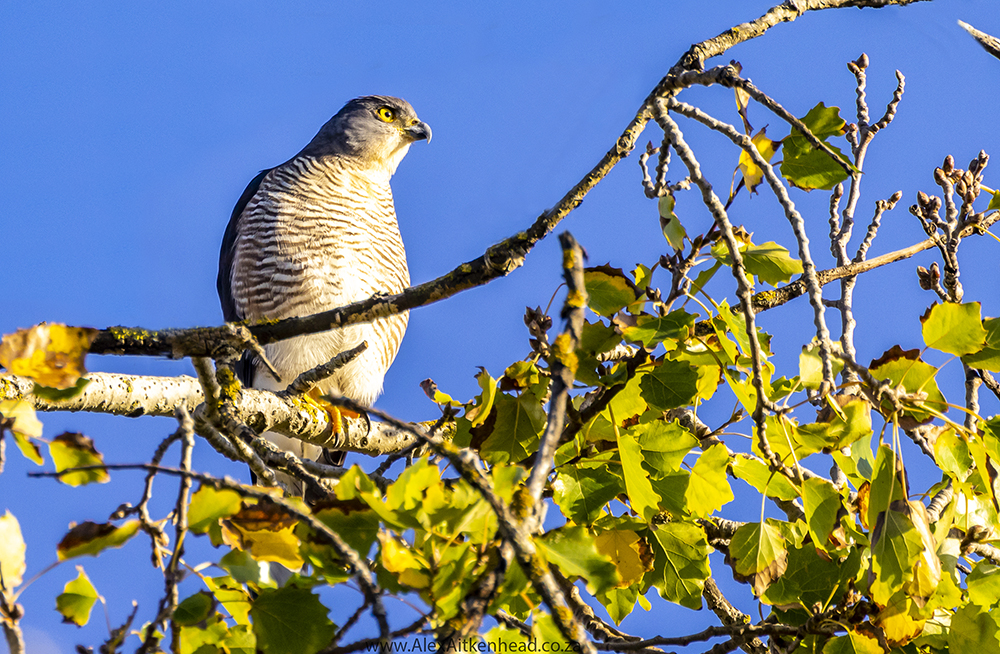 Crested (Oriental) Honey Buzzard or European Honey Buzzard, Altytgedacht wine estate, Raptors, Rare Birds, Buzzards, Birding, Birds in flight , Durbanville, Alex Aitkenhead, Hybrid Crested Honey Buzzard, Spanish Farms Somerset West, Rare Birds, First record for South Africa, African Goshawk