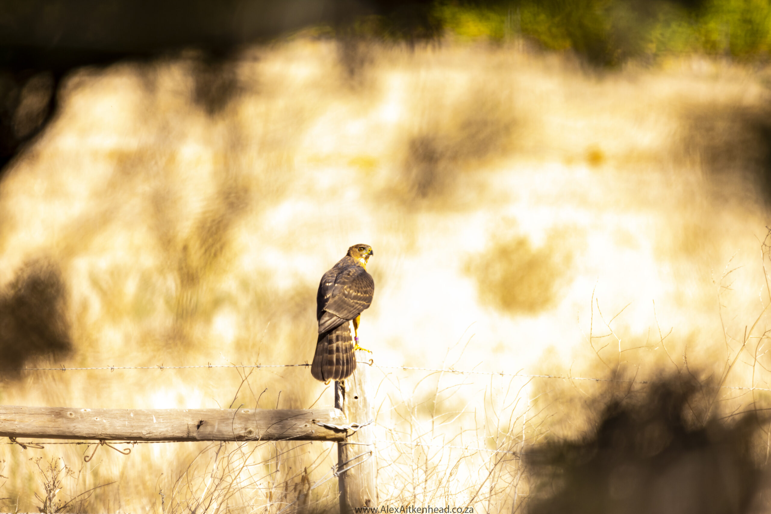 Crested (Oriental) Honey Buzzard or European Honey Buzzard, Altytgedacht wine estate, Raptors, Rare Birds, Buzzards, Birding, Birds in flight , Durbanville, Alex Aitkenhead, Hybrid Crested Honey Buzzard, Spanish Farms Somerset West, Rare Birds, First record for South Africa, Black Sparrow Hawk 