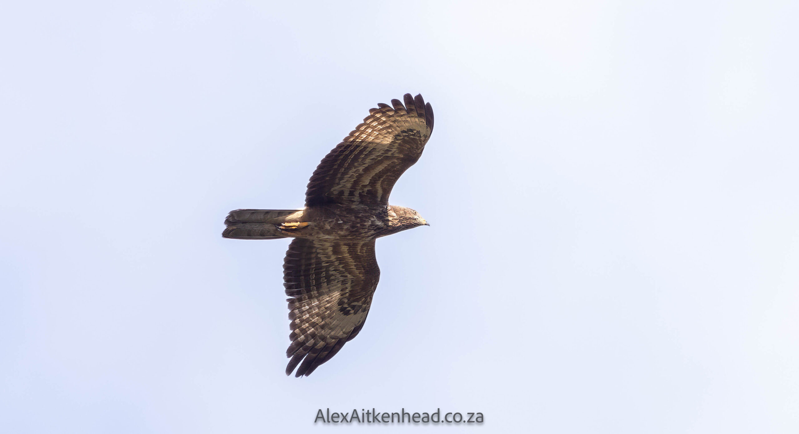 Crested (Oriental) Honey Buzzard or European Honey Buzzard, Altytgedacht wine estate, Raptors, Rare Birds, Buzzards, Birding, Birds in flight , Durbanville, Alex Aitkenhead, Hybrid Crested Honey Buzzard, Spanish Farms Somerset West, Rare Birds, First record for South Africa