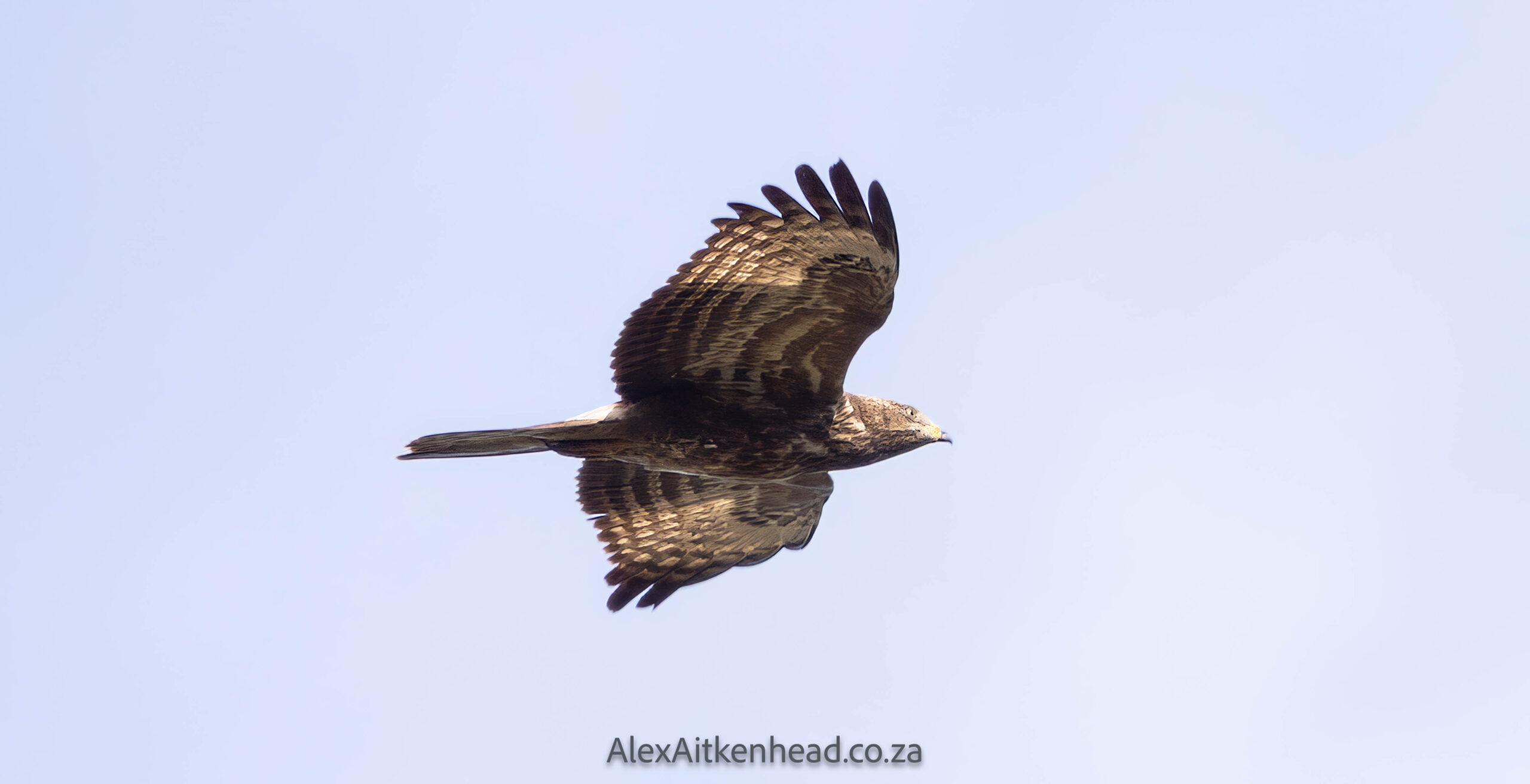 Crested (Oriental) Honey Buzzard or European Honey Buzzard, Altytgedacht wine estate, Raptors, Rare Birds, Buzzards, Birding, Birds in flight , Durbanville, Alex Aitkenhead, Hybrid Crested Honey Buzzard