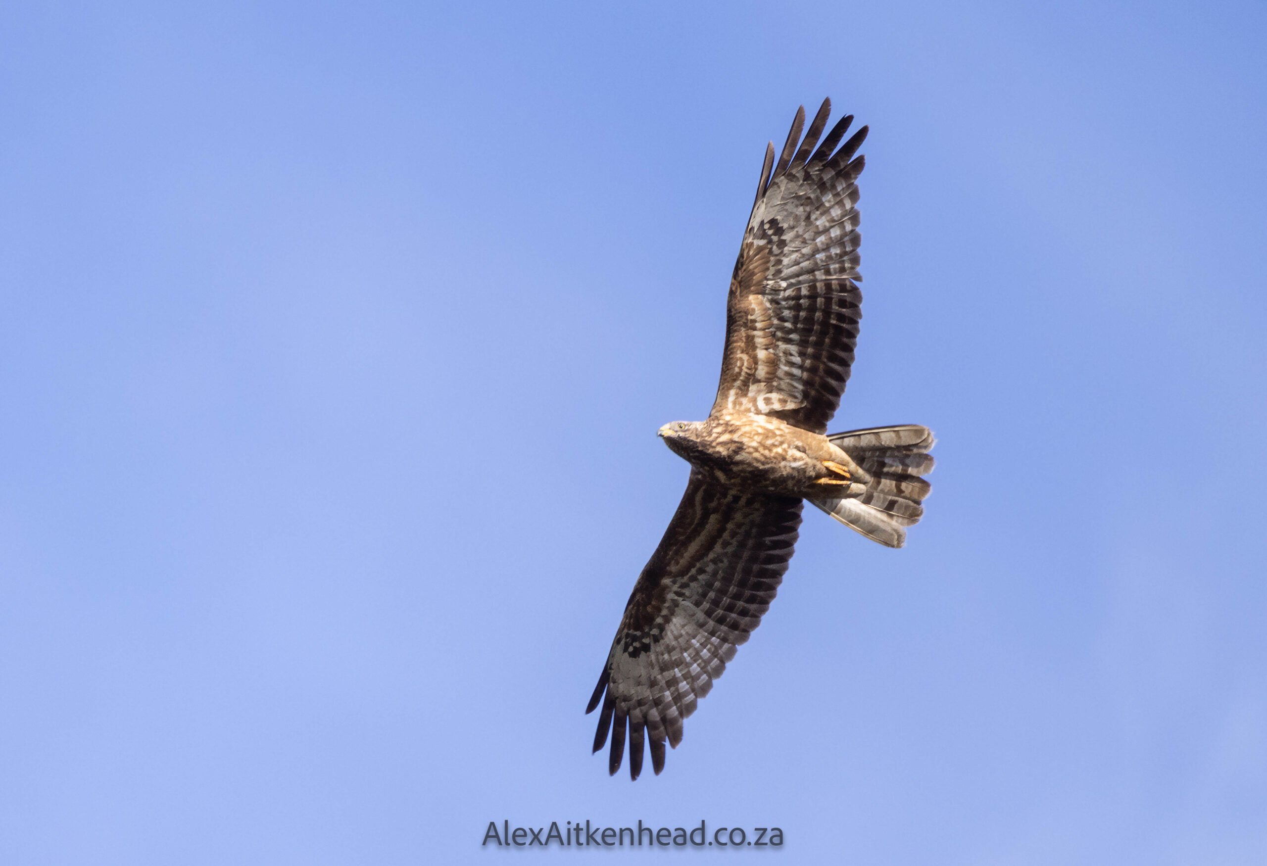 Crested (Oriental) Honey Buzzard or European Honey Buzzard, Altytgedacht wine estate, Raptors, Rare Birds, Buzzards, Birding, Birds in flight , Durbanville, Alex Aitkenhead, Hybrid Crested Honey Buzzard