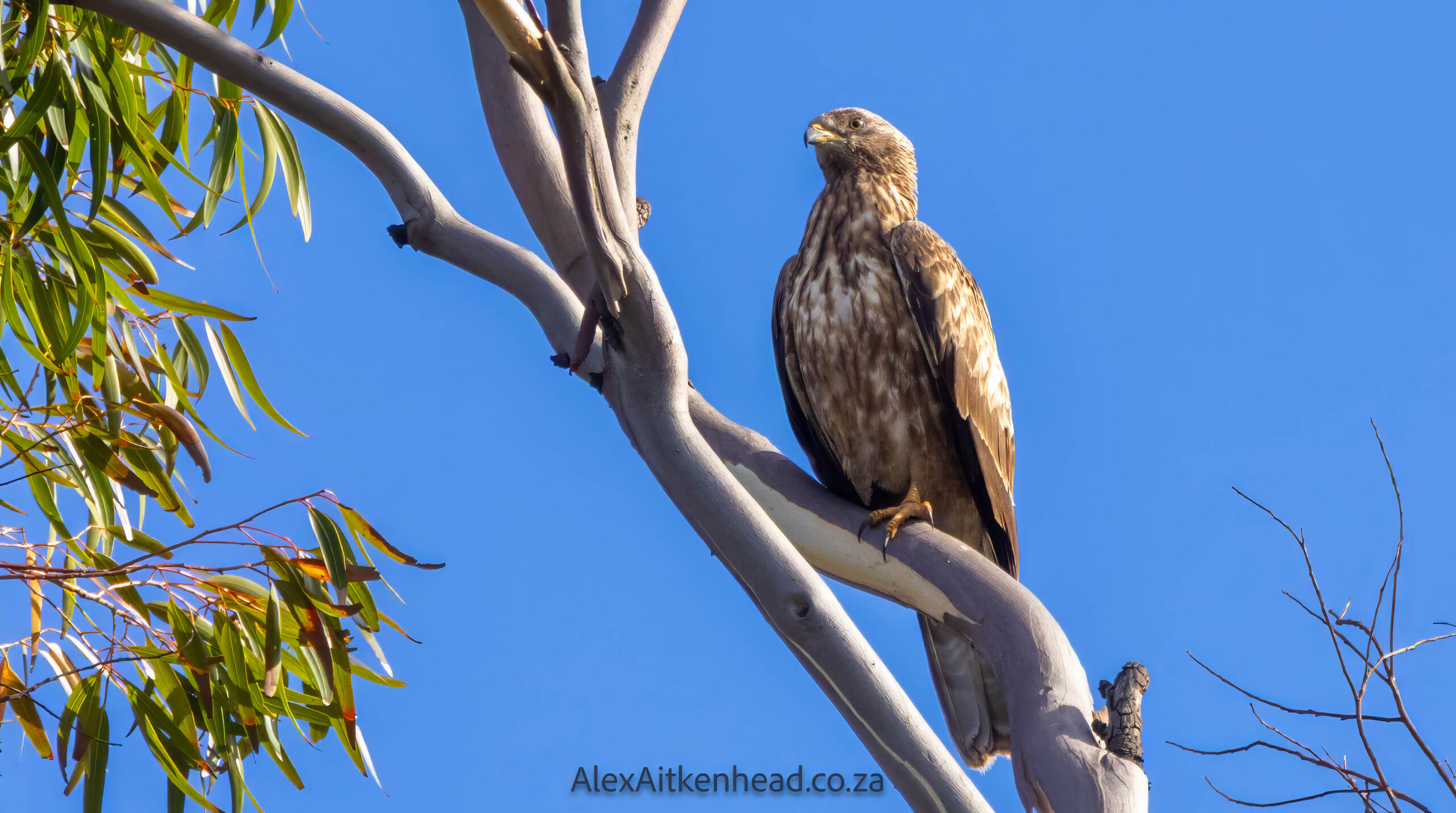 Crested (Oriental) Honey Buzzard or European Honey Buzzard, Altytgedacht wine estate, Raptors, Rare Birds, Buzzards, Birding, Birds in flight , Durbanville, Alex Aitkenhead, Hybrid Crested Honey Buzzard