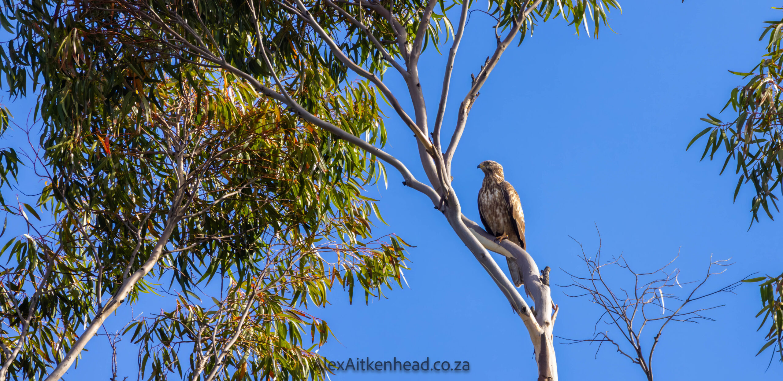 Crested (Oriental) Honey Buzzard or European Honey Buzzard, Altytgedacht wine estate, Raptors, Rare Birds, Buzzards, Birding, Birds in flight , Durbanville, Alex Aitkenhead, Hybrid Crested Honey Buzzard