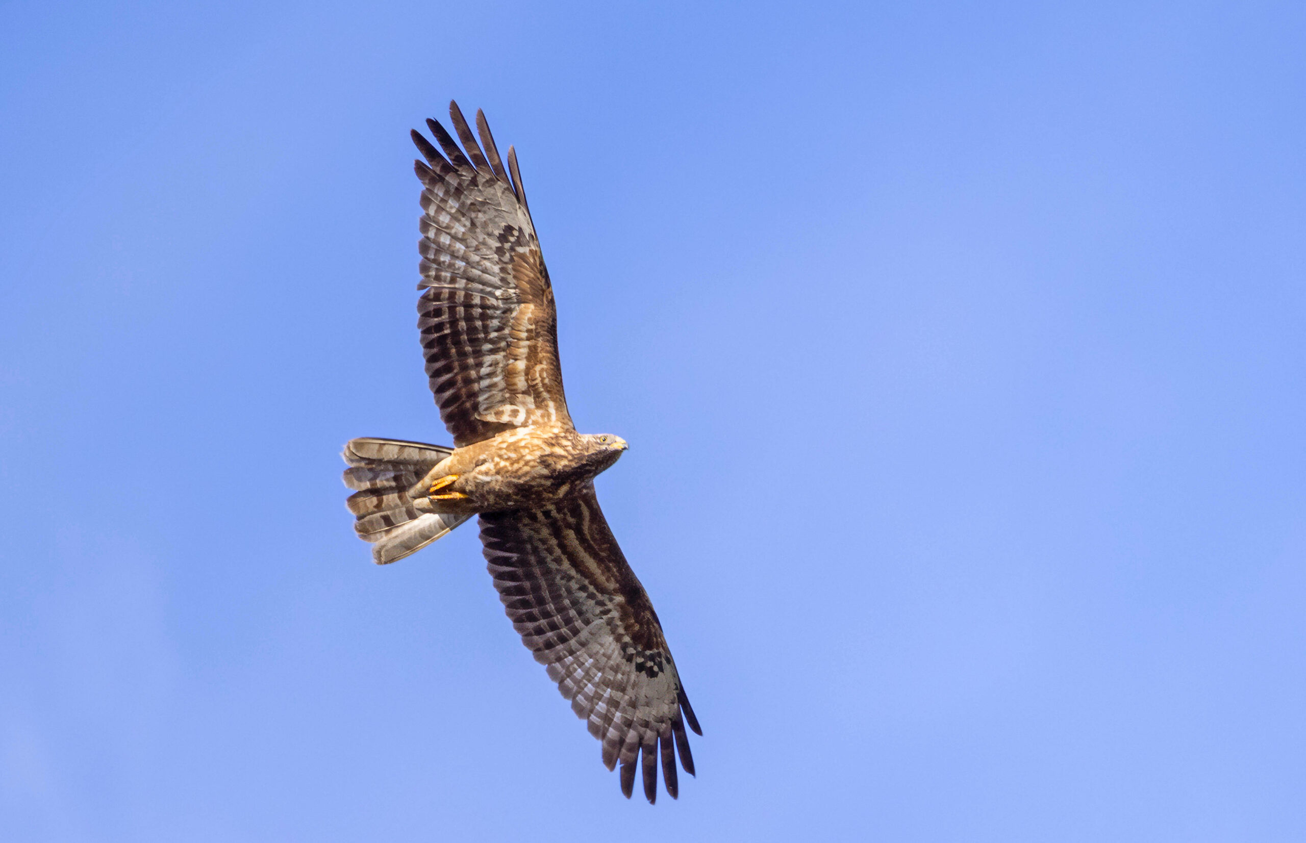 Crested Honey Buzzard, Somerset West, Spanish Farms, Oriental Honey Buzzard, Buzzards, Raptors, birds in Flight, First record of a Crested(Oriental) Honey Buzzard in Southern Africa, Rare Bird, Alex Aitkenhead, Hybrid Buzzards, European Honey Buzzards, Canon Photography