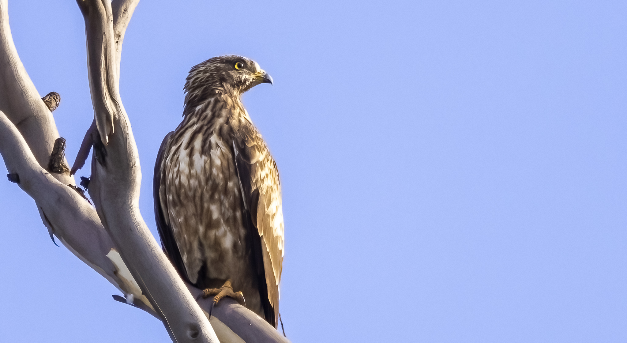 Crested (Oriental) Honey Buzzard or European Honey Buzzard, Altytgedacht wine estate, Raptors, Rare Birds, Buzzards, Birding, Birds in flight , Durbanville, Alex Aitkenhead, Hybrid Crested Honey Buzzard, Spanish Farms Somerset West, Rare Birds, First record for South Africa