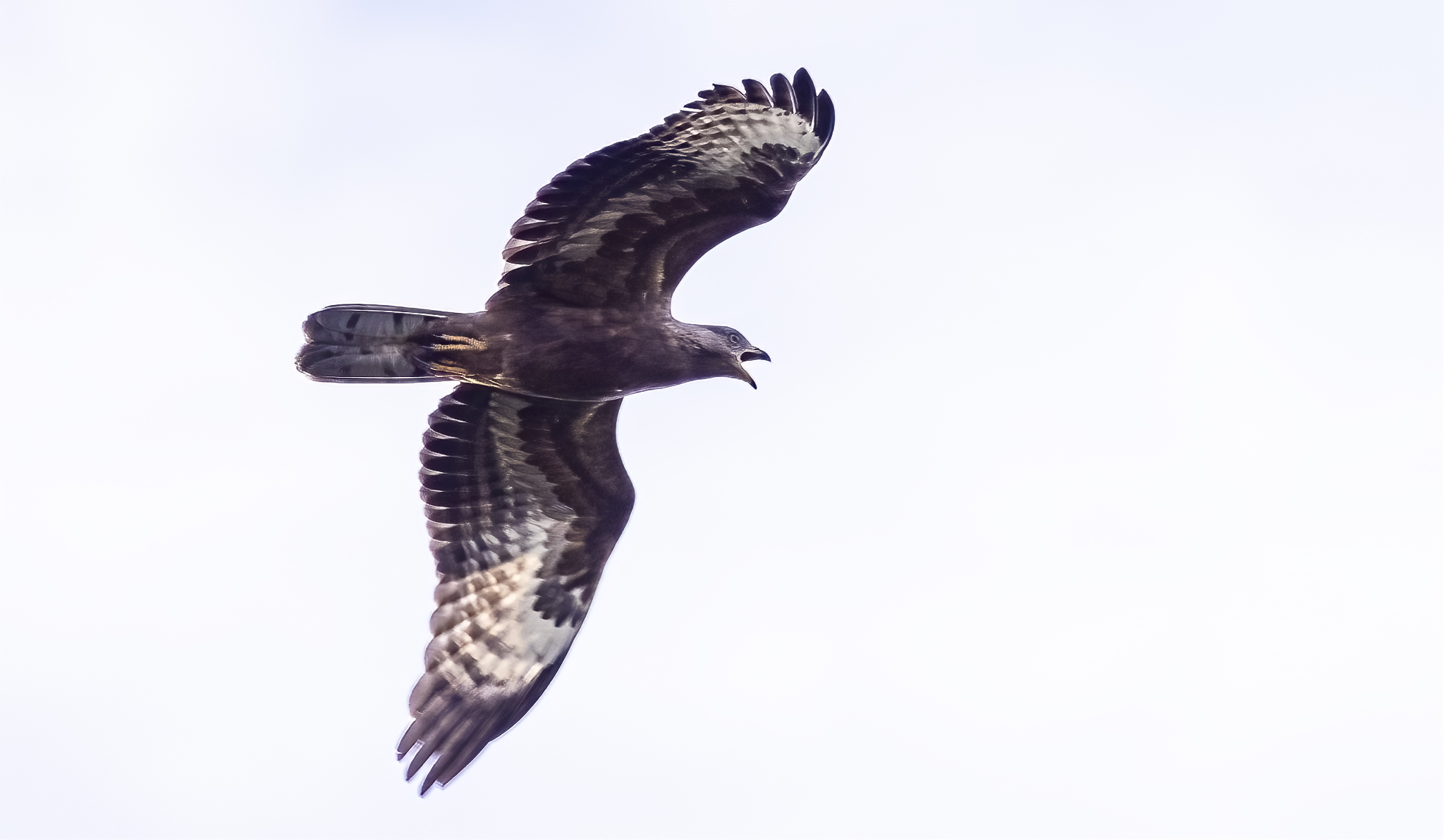 Crested Honey Buzzard, Somerset West, Spanish Farms, Oriental Honey Buzzard, Buzzards, Raptors, birds in Flight, First record of a Crested(Oriental) Honey Buzzard in Southern Africa, Rare Bird, Alex Aitkenhead, Hybrid Buzzards, European Honey Buzzards, Canon Photography