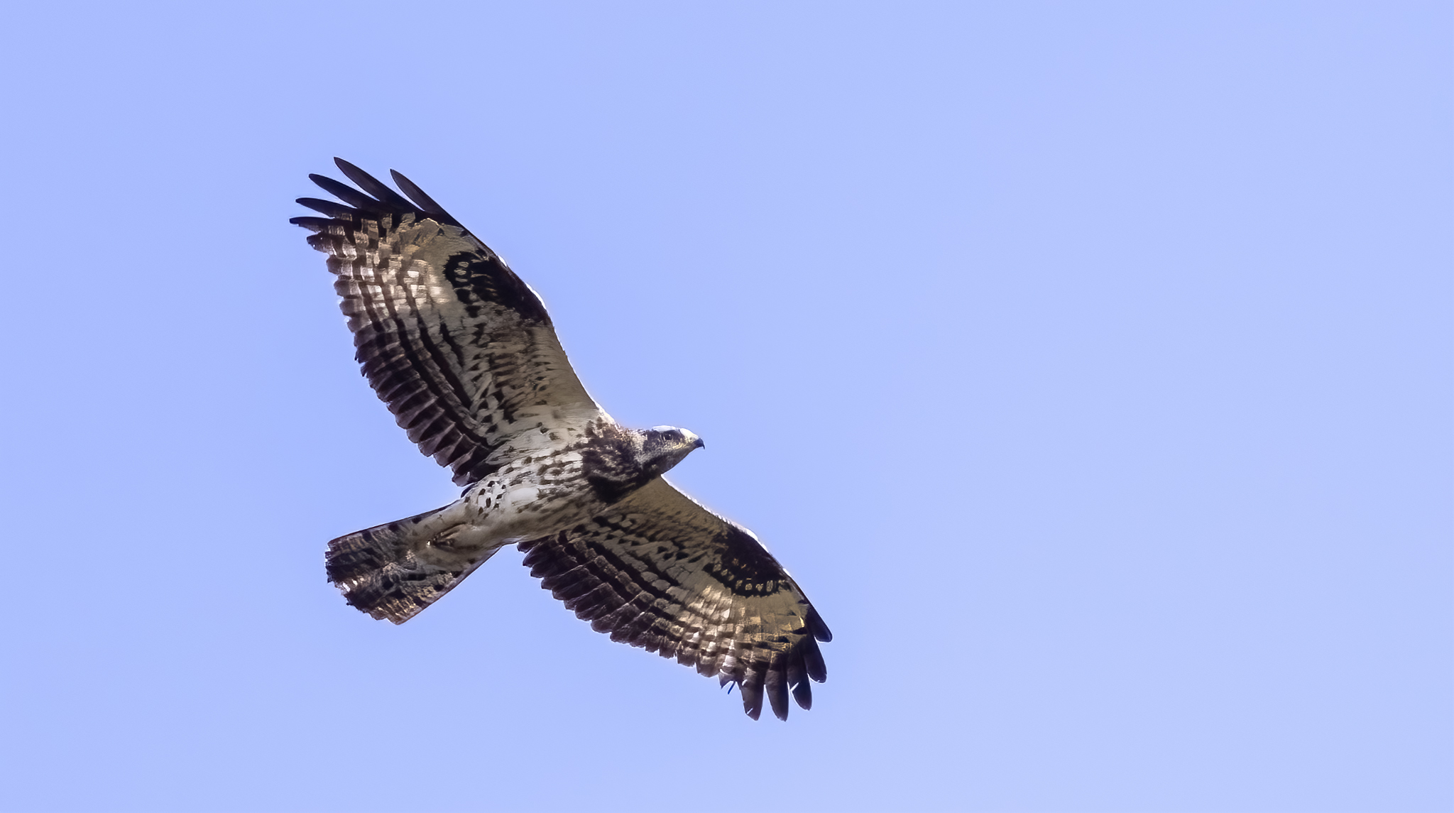 Crested Honey Buzzard, Somerset West, Spanish Farms, Oriental Honey Buzzard, Buzzards, Raptors, birds in Flight, First record of a Crested(Oriental) Honey Buzzard in Southern Africa, Rare Bird, Alex Aitkenhead, Hybrid Buzzards, European Honey Buzzards, Canon Photography
