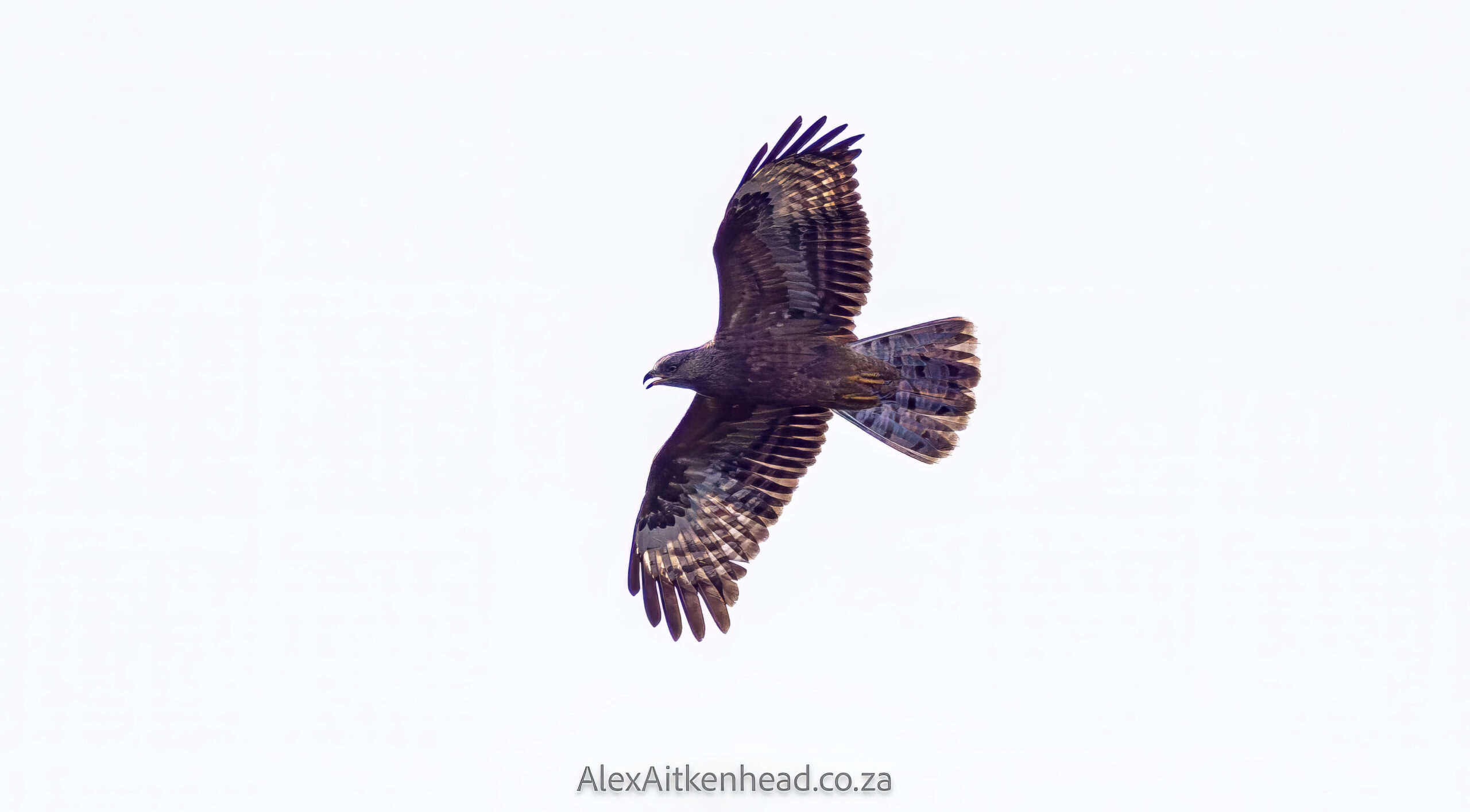 Crested (Oriental) Honey Buzzard or European Honey Buzzard, Altytgedacht wine estate, Raptors, Rare Birds, Buzzards, Birding, Birds in flight , Durbanville, Alex Aitkenhead, Hybrid Crested Honey Buzzard