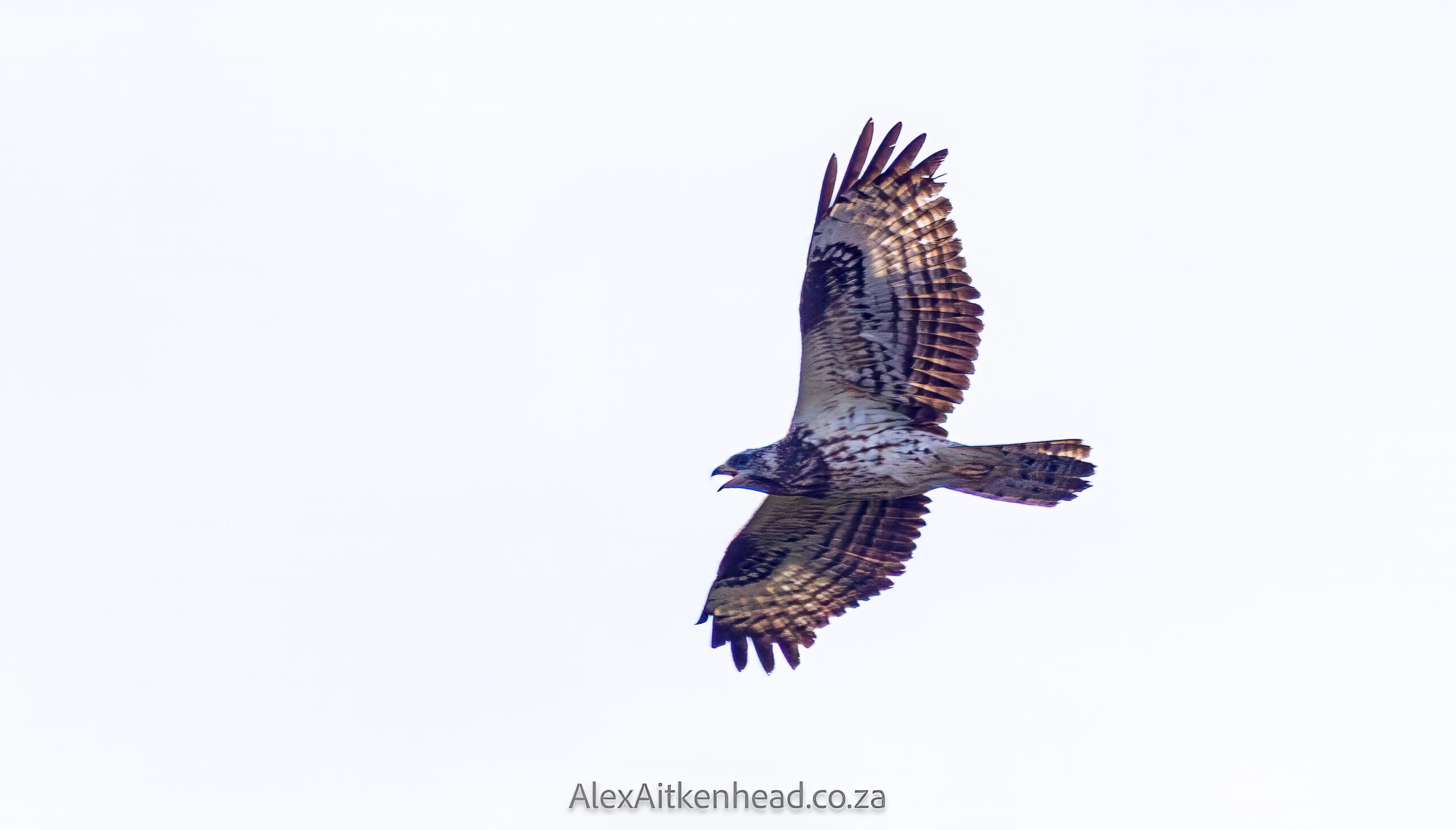 Crested (Oriental) Honey Buzzard or European Honey Buzzard, Altytgedacht wine estate, Raptors, Rare Birds, Buzzards, Birding, Birds in flight , Durbanville, Alex Aitkenhead, Hybrid Crested Honey Buzzard