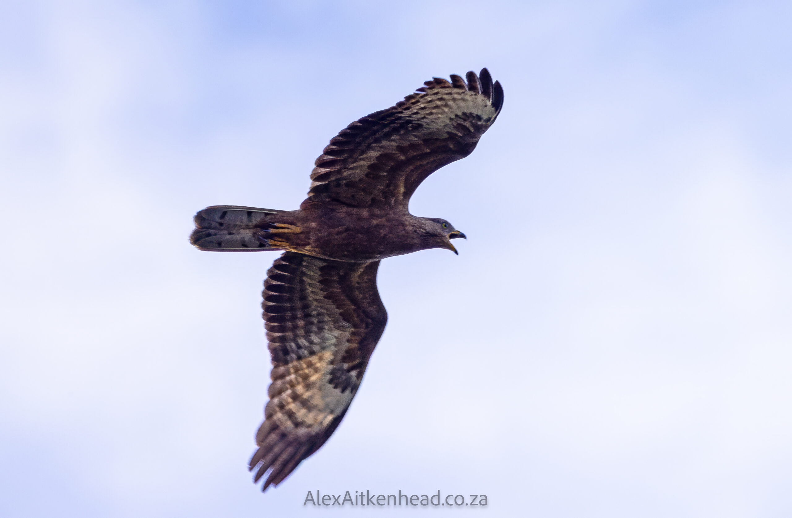 Crested (Oriental) Honey Buzzard or European Honey Buzzard, Altytgedacht wine estate, Raptors, Rare Birds, Buzzards, Birding, Birds in flight , Durbanville, Alex Aitkenhead, Hybrid Crested Honey Buzzard