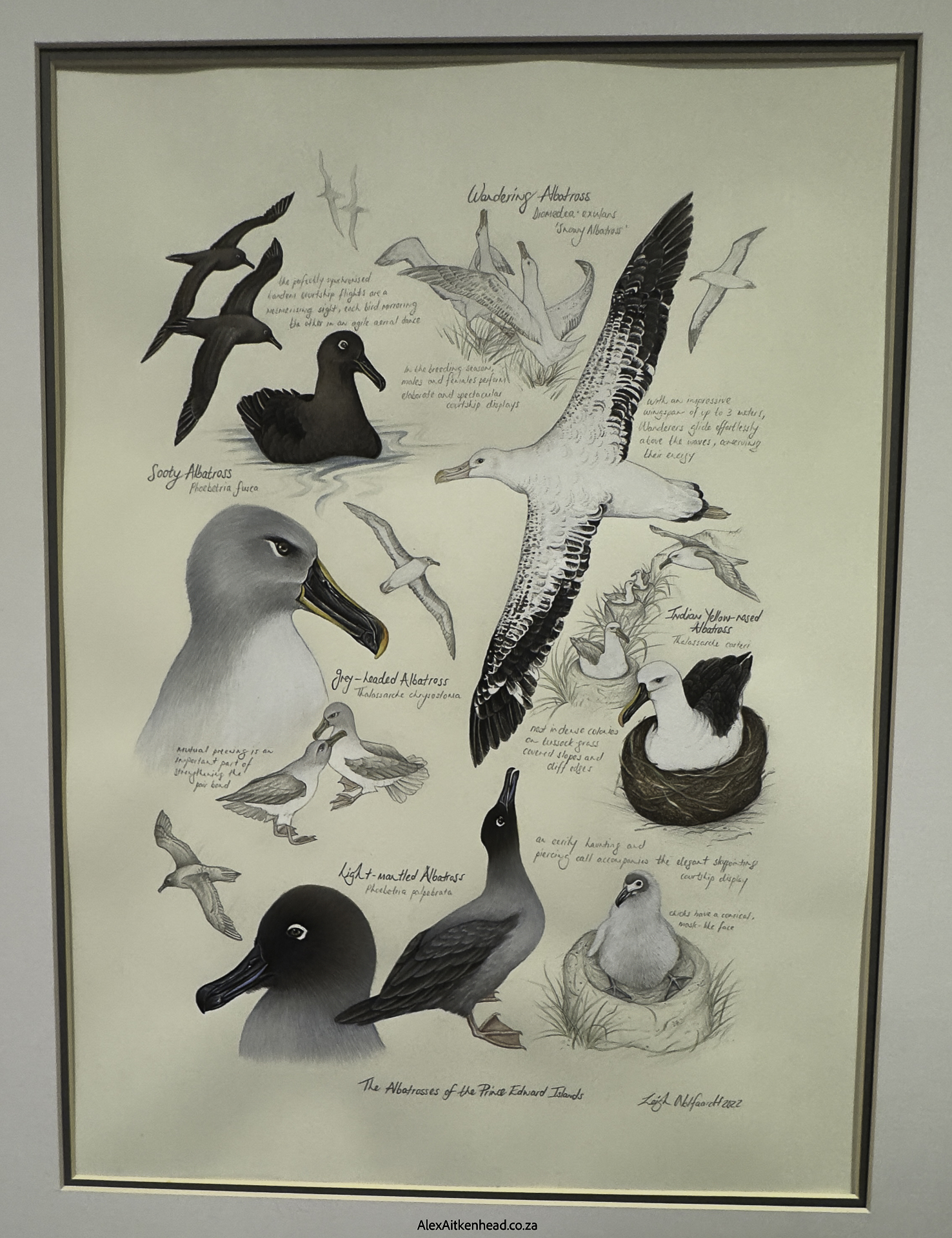 Flock to Marion again, flock to marion 2025, southern ocean, MSC Musica, Mouse Free Marion Project, Birdlife South Africa, Prince Edward and Marion Islands, Pelagic Birds, Sea Birds, Flock at Sea, Alex Aitkenhead, Juanita Aitkenhead, Birds in Flight, Penguins, Whales, Dolphins, 