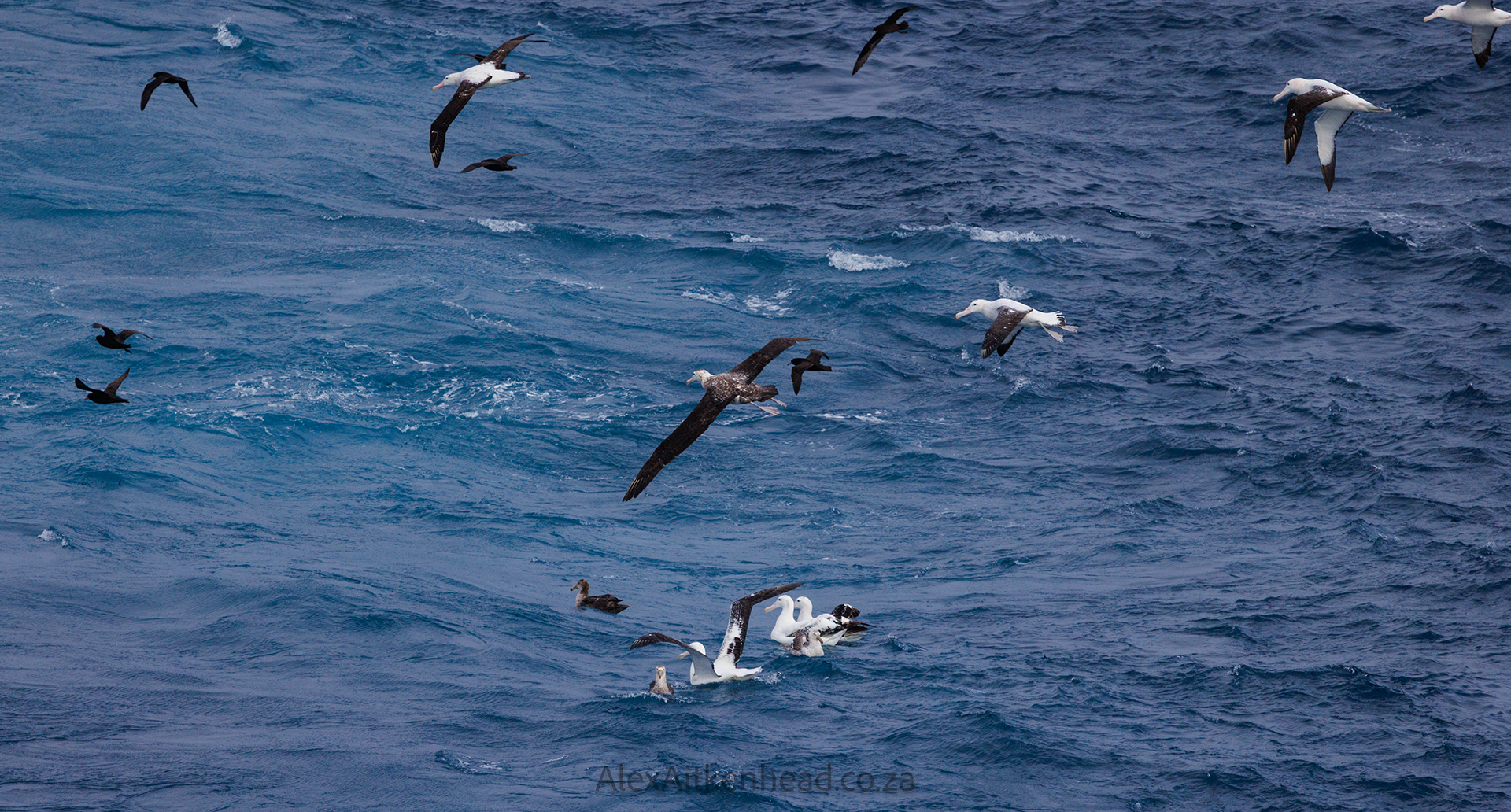 Flock to Marion again, flock to marion 2025, southern ocean, MSC Musica, Mouse Free Marion Project, Birdlife South Africa, Prince Edward and Marion Islands, Pelagic Birds, Sea Birds, Flock at Sea, Alex Aitkenhead, Juanita Aitkenhead, Birds in Flight, Penguins, Whales, Dolphins, 