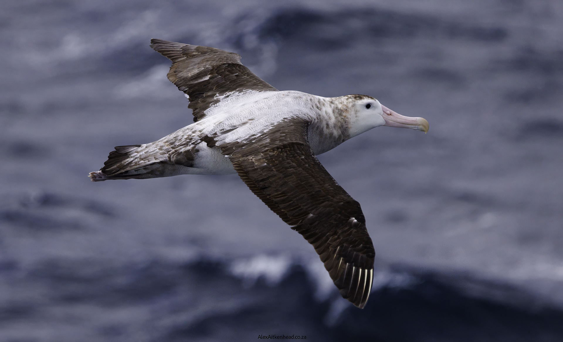 Flock to Marion again, flock to marion 2025, southern ocean, MSC Musica, Mouse Free Marion Project, Birdlife South Africa, Prince Edward and Marion Islands, Pelagic Birds, Sea Birds, Flock at Sea, Alex Aitkenhead, Juanita Aitkenhead, Birds in Flight, Penguins, Whales, Dolphins, 