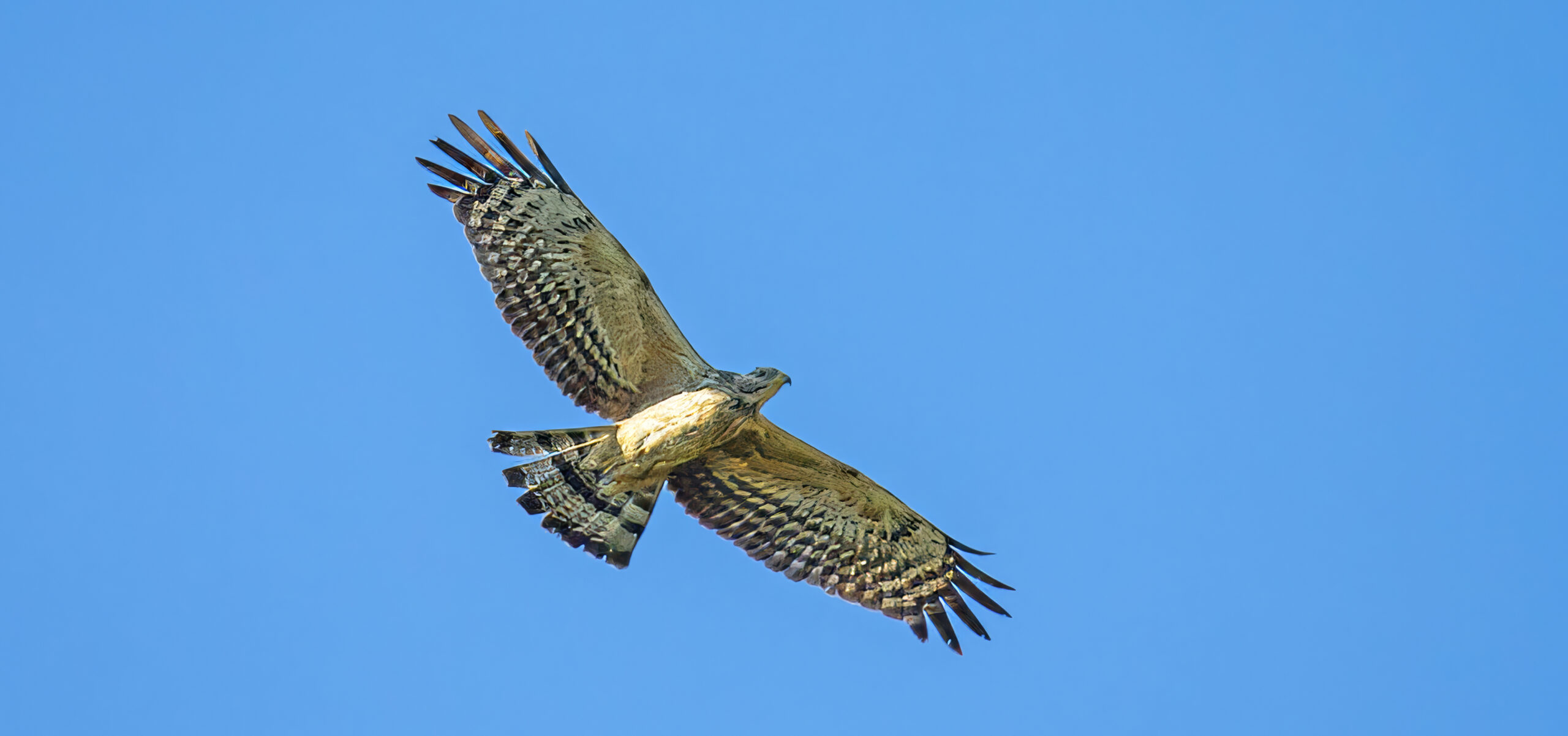 Crested Honey Buzzard, Somerset West, Spanish Farms, Oriental Honey Buzzard, Buzzards, Raptors, birds in Flight, First record of a Crested(Oriental) Honey Buzzard in Southern Africa, Rare Bird, Alex Aitkenhead, Hybrid Buzzards, European Honey Buzzards, Canon Photography