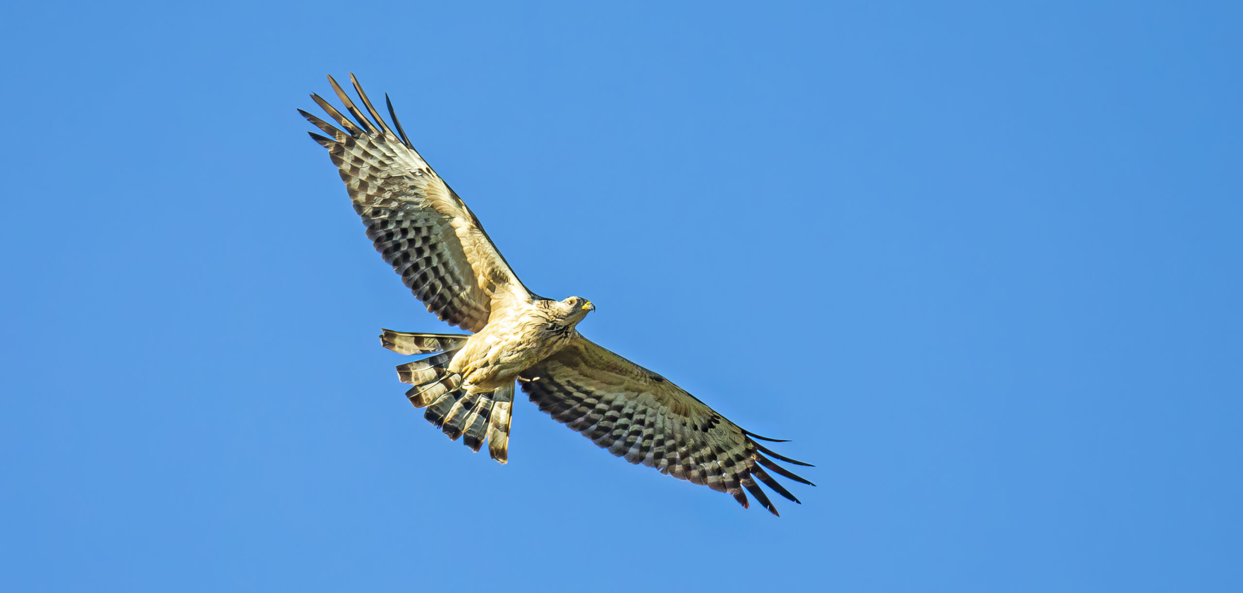 Crested Honey Buzzard, Somerset West, Spanish Farms, Oriental Honey Buzzard, Buzzards, Raptors, birds in Flight, First record of a Crested(Oriental) Honey Buzzard in Southern Africa, Rare Bird, Alex Aitkenhead, Hybrid Buzzards, European Honey Buzzards, Canon Photography