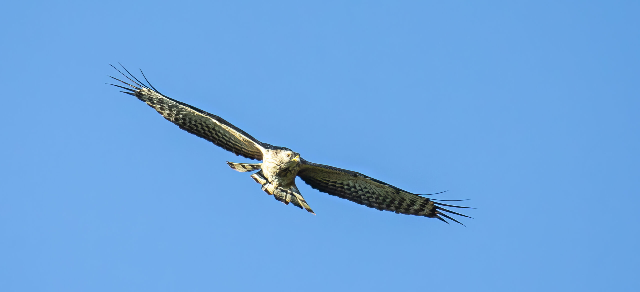 Crested (Oriental) Honey Buzzard or European Honey Buzzard, Altytgedacht wine estate, Raptors, Rare Birds, Buzzards, Birding, Birds in flight , Durbanville, Alex Aitkenhead, Hybrid Crested Honey Buzzard, Spanish Farms Somerset West, Rare Birds, First record for South Africa