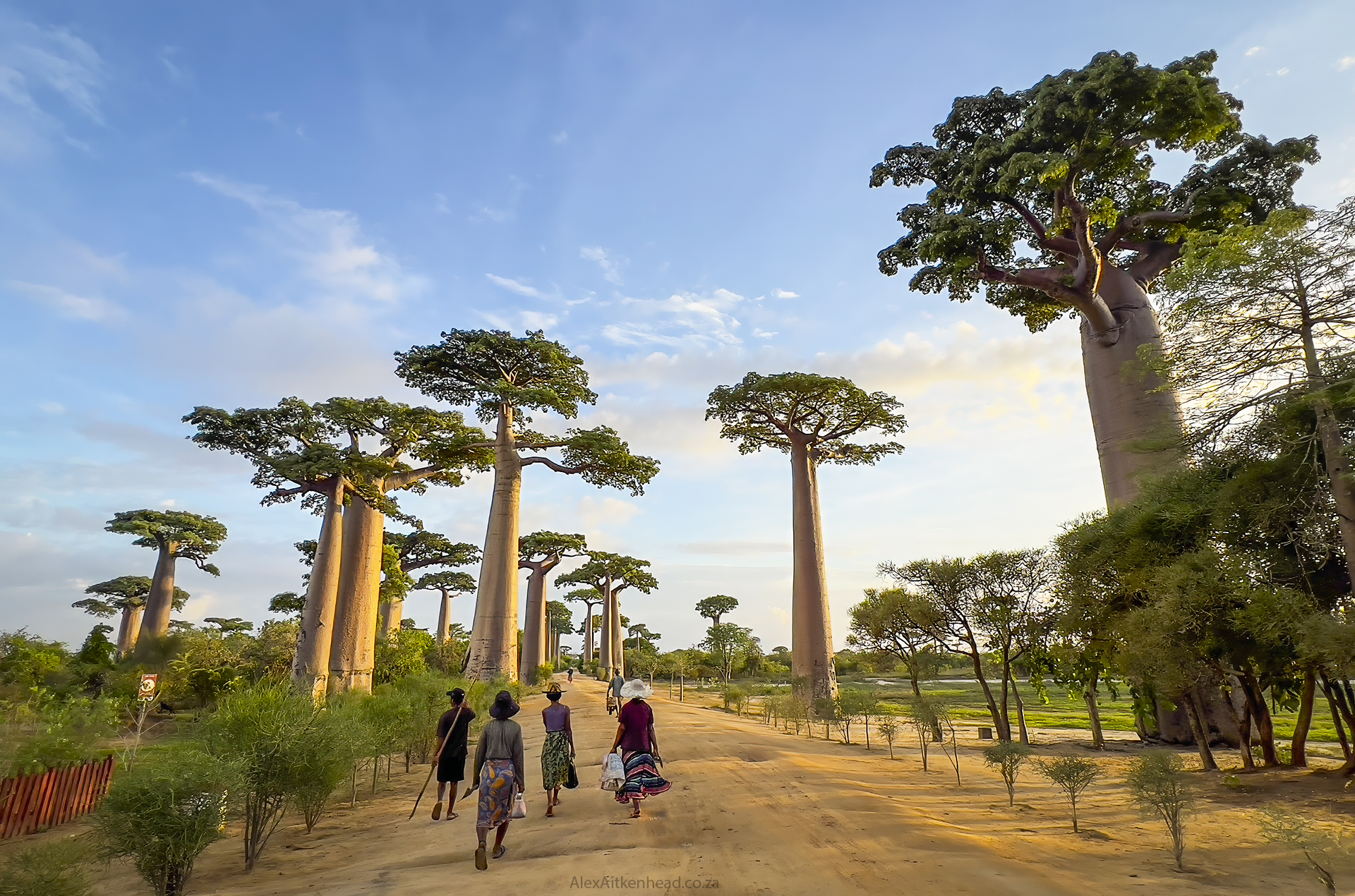 Madagascar, red island, island life, Lemurs, Chameleons, Helmet Vanga, Indri Indri, singing lemurs, forests, Tropical Paradise, Ile sainte Marie, Ile Aux Nattes, Andasebe, Morondava, Kirindy Forest, Mouse Lemurs, Holiday Destination, Endemic Species, Alex Aitkenhead