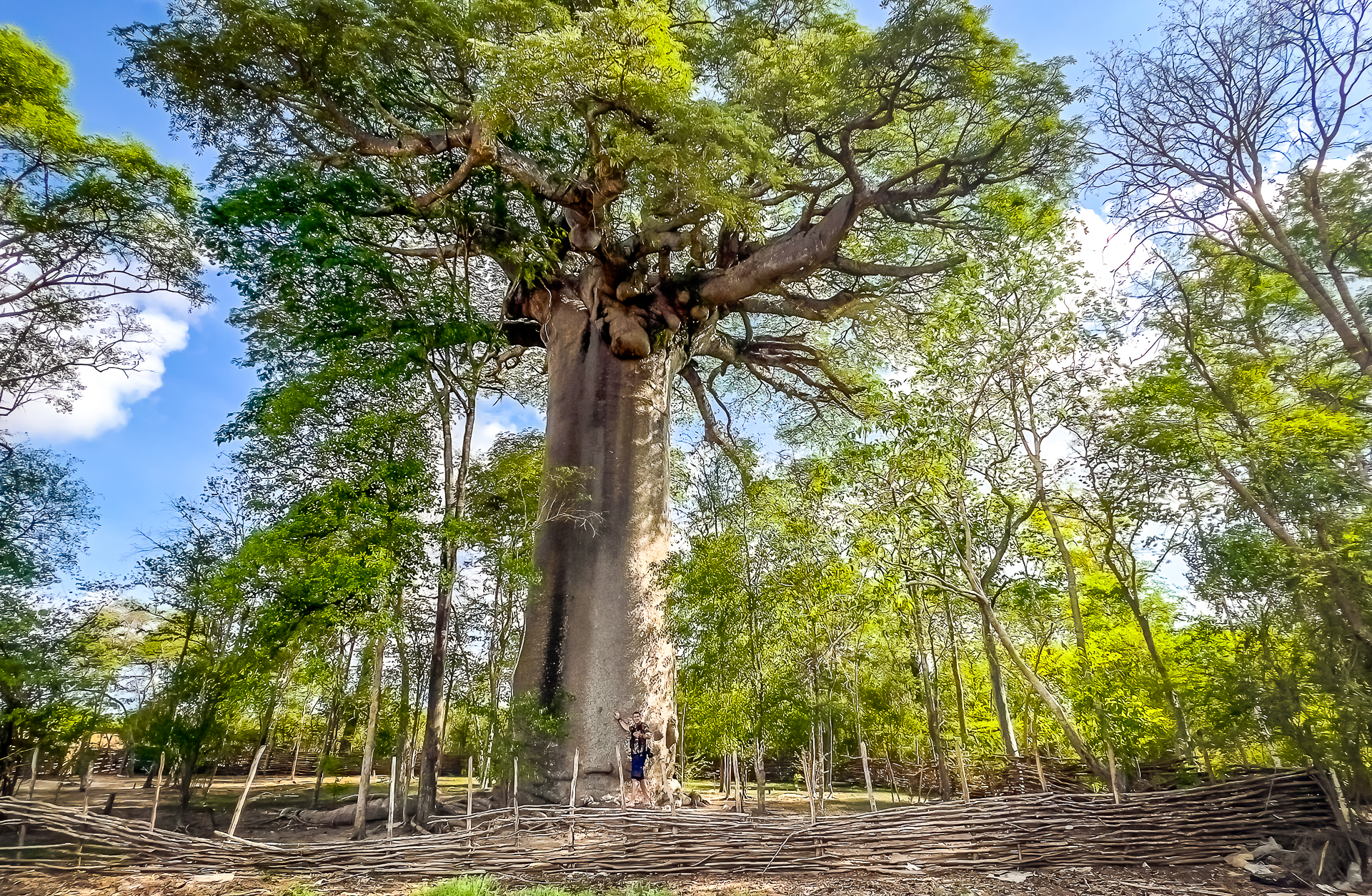 Madagascar, red island, island life, Lemurs, Chameleons, Helmet Vanga, Indri Indri, singing lemurs, forests, Tropical Paradise, Ile sainte Marie, Ile Aux Nattes, Andasebe, Morondava, Kirindy Forest, Mouse Lemurs, Holiday Destination, Endemic Species, Alex Aitkenhead