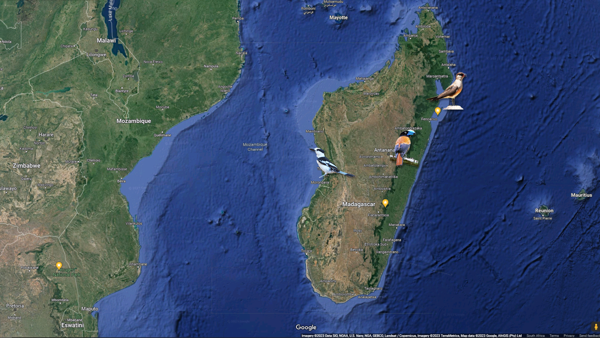 Madagascar, red island, island life, Lemurs, Chameleons, Helmet Vanga, Indri Indri, singing lemurs, forests, Tropical Paradise, Ile sainte Marie, Ile Aux Nattes, Andasebe, Morondava, Kirindy Forest, Mouse Lemurs, Holiday Destination, Endemic Species, Alex Aitkenhead