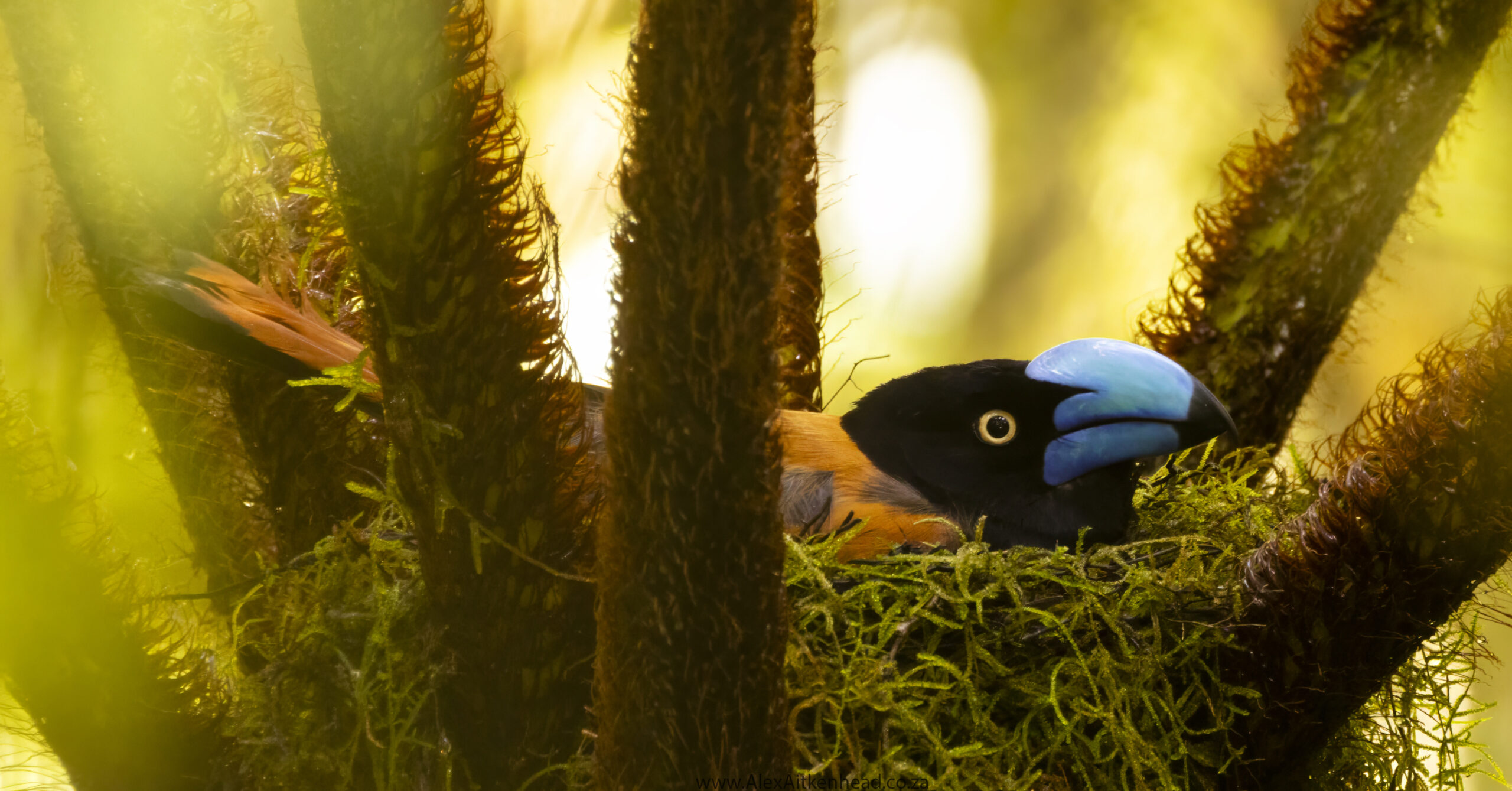 Madagascar, red island, island life, Lemurs, Chameleons, Helmet Vanga, Indri Indri, singing lemurs, forests, Tropical Paradise, Ile sainte Marie, Ile Aux Nattes, Andasebe, Morondava, Kirindy Forest, Mouse Lemurs, Holiday Destination, Endemic Species, Alex Aitkenhead