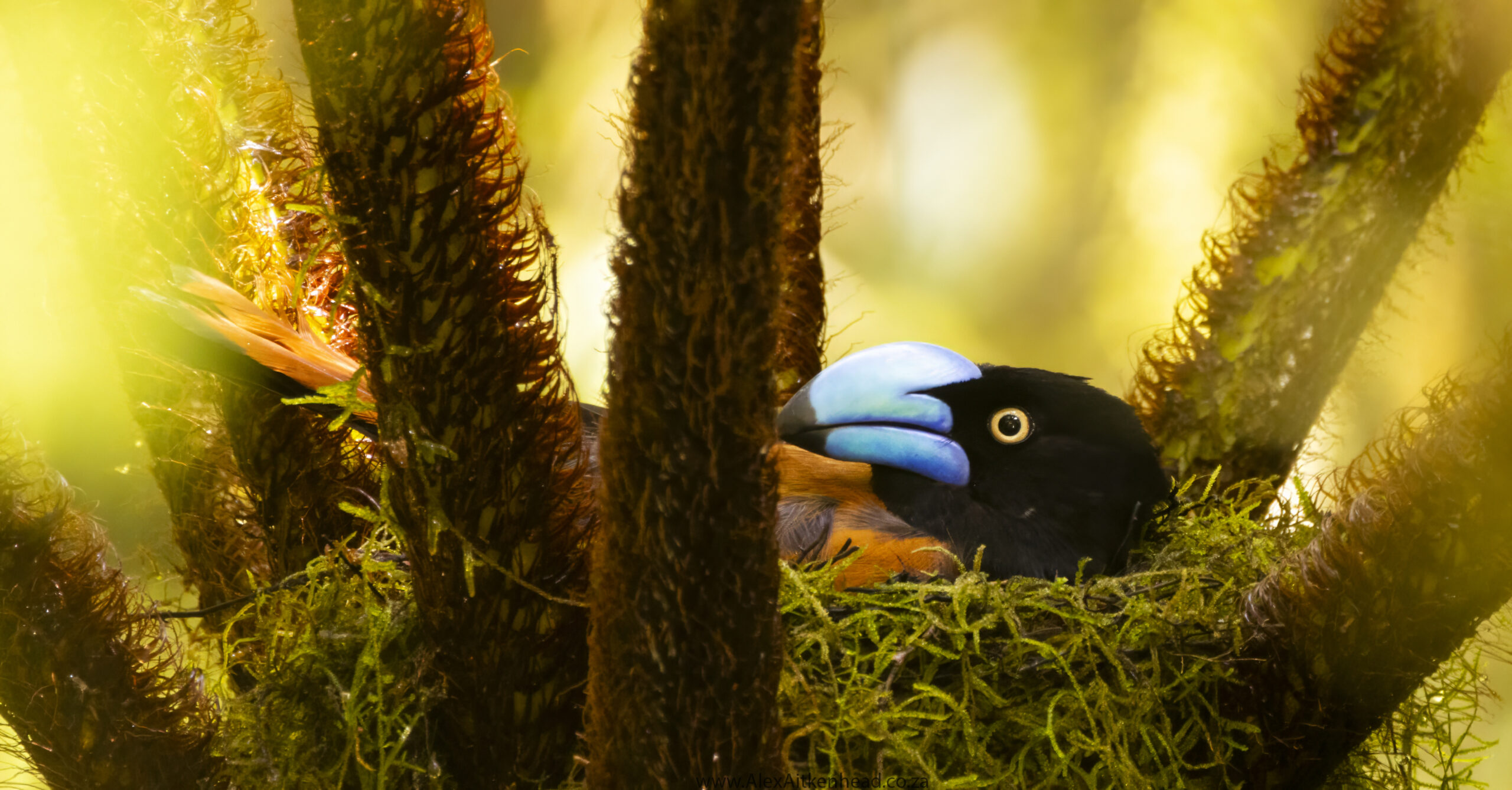 Madagascar, red island, island life, Lemurs, Chameleons, Helmet Vanga, Indri Indri, singing lemurs, forests, Tropical Paradise, Ile sainte Marie, Ile Aux Nattes, Andasebe, Morondava, Kirindy Forest, Mouse Lemurs, Holiday Destination, Endemic Species, Alex Aitkenhead