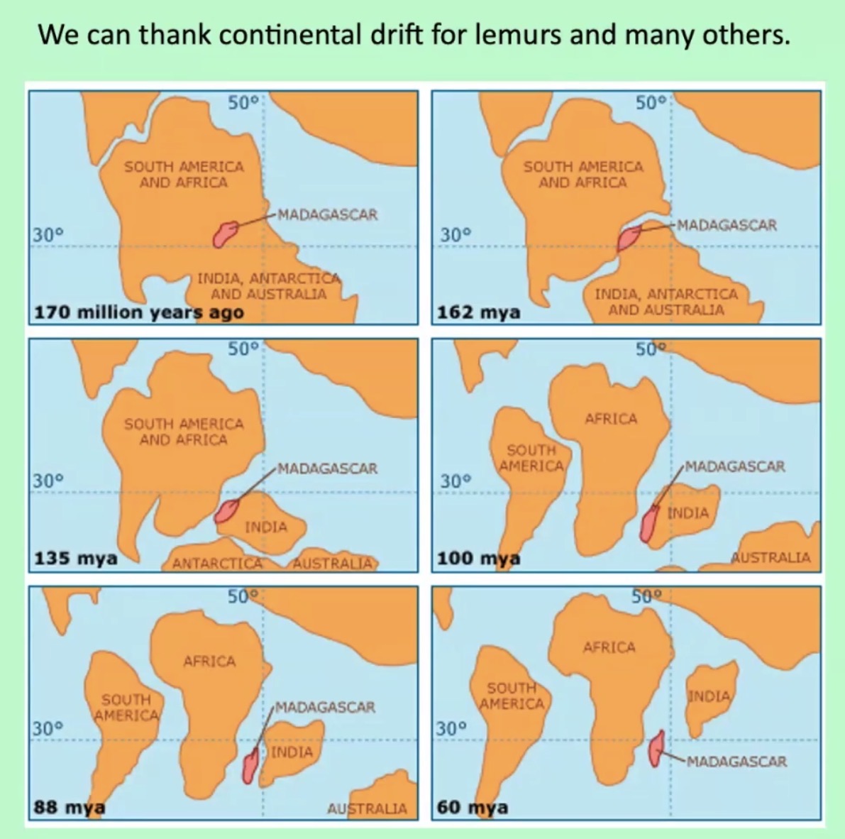 Madagascar, red island, island life, Lemurs, Chameleons, Helmet Vanga, Indri Indri, singing lemurs, forests, Tropical Paradise, Ile sainte Marie, Ile Aux Nattes, Andasebe, Morondava, Kirindy Forest, Mouse Lemurs, Holiday Destination, Endemic Species, Alex Aitkenhead