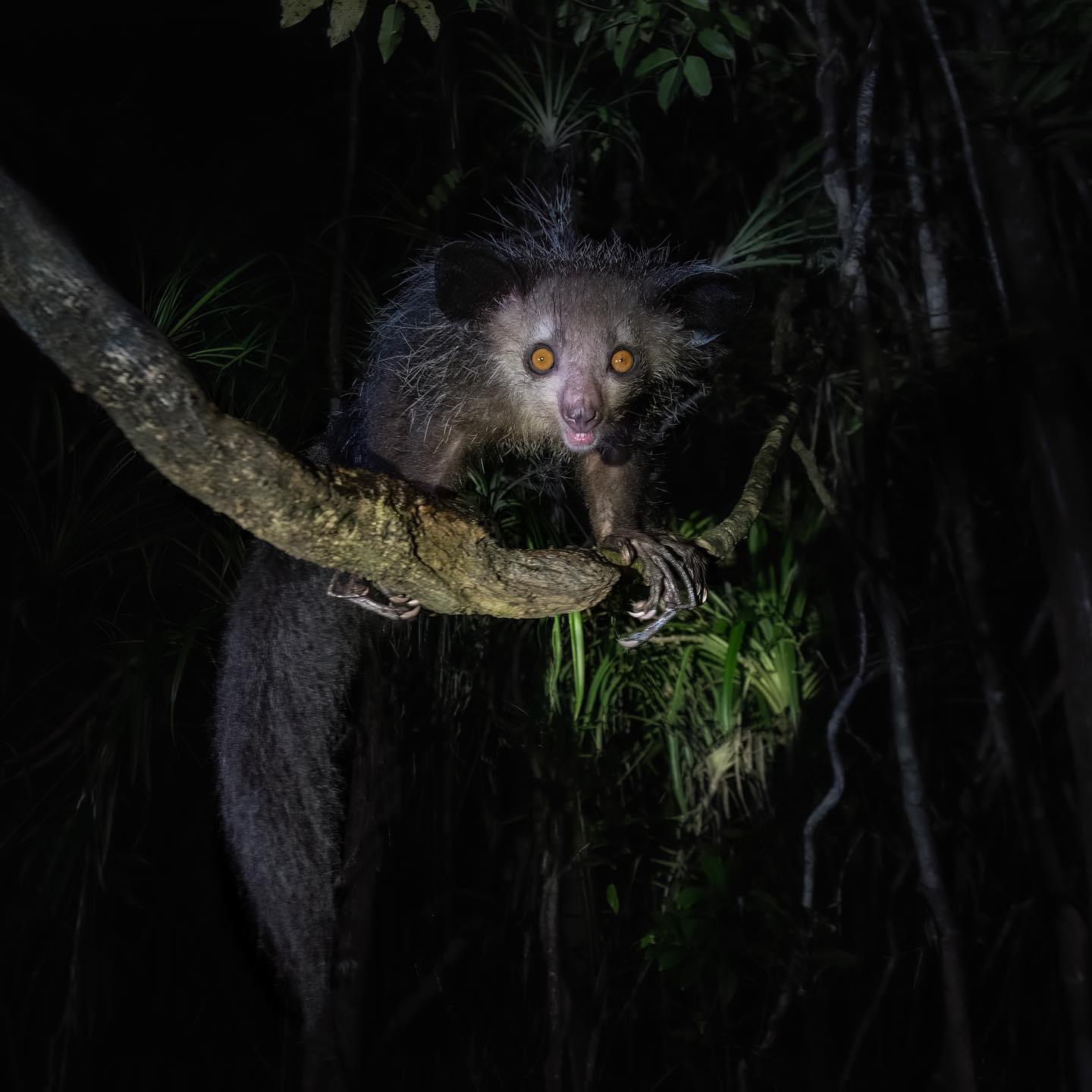 Aye-Aye Lemur, Lemurs, Madagascar, Alex Aitkenhead, The Red Island, Madagascar, red island, island life, Lemurs, Chameleons, Helmet Vanga, Indri Indri, singing lemurs, forests, Tropical Paradise, Ile sainte Marie, Ile Aux Nattes, Andasebe, Morondava, Kirindy Forest, Mouse Lemurs, Holiday Destination, Endemic Species, Alex Aitkenhead