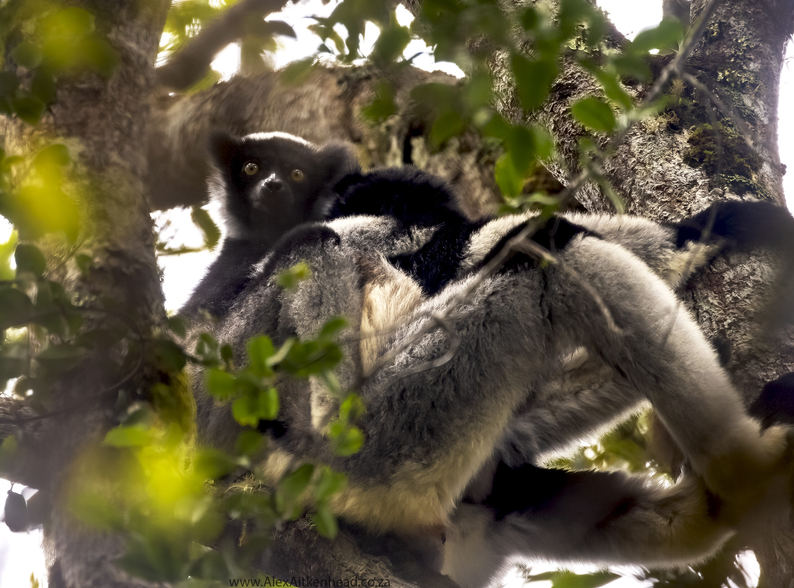 Madagascar, red island, island life, Lemurs, Chameleons, Helmet Vanga, Indri Indri, singing lemurs, forests, Tropical Paradise, Ile sainte Marie, Ile Aux Nattes, Andasebe, Morondava, Kirindy Forest, Mouse Lemurs, Holiday Destination, Endemic Species, Alex Aitkenhead