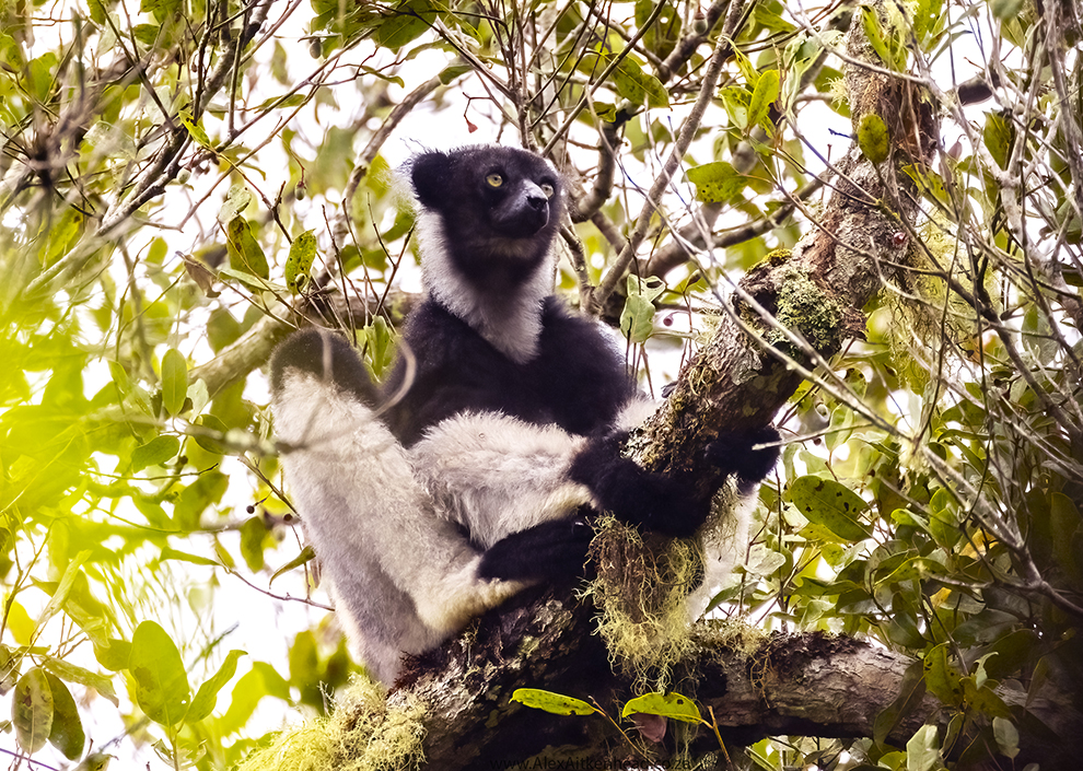 Madagascar, red island, island life, Lemurs, Chameleons, Helmet Vanga, Indri Indri, singing lemurs, forests, Tropical Paradise, Ile sainte Marie, Ile Aux Nattes, Andasebe, Morondava, Kirindy Forest, Mouse Lemurs, Holiday Destination, Endemic Species, Alex Aitkenhead