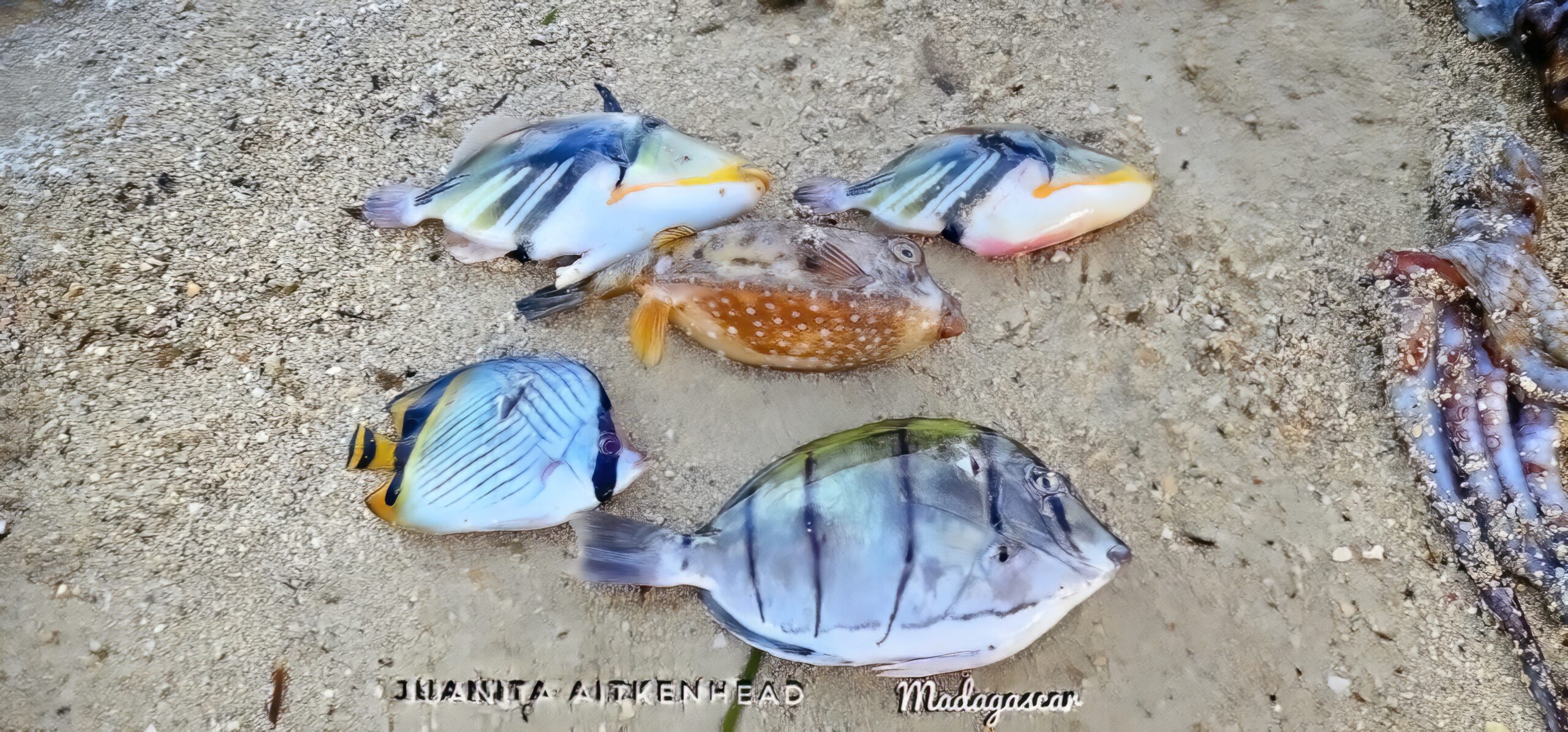 Madagascar, red island, island life, Lemurs, Chameleons, Helmet Vanga, Indri Indri, singing lemurs, forests, Tropical Paradise, Ile sainte Marie, Ile Aux Nattes, Andasebe, Morondava, Kirindy Forest, Mouse Lemurs, Holiday Destination, Endemic Species, Alex Aitkenhead