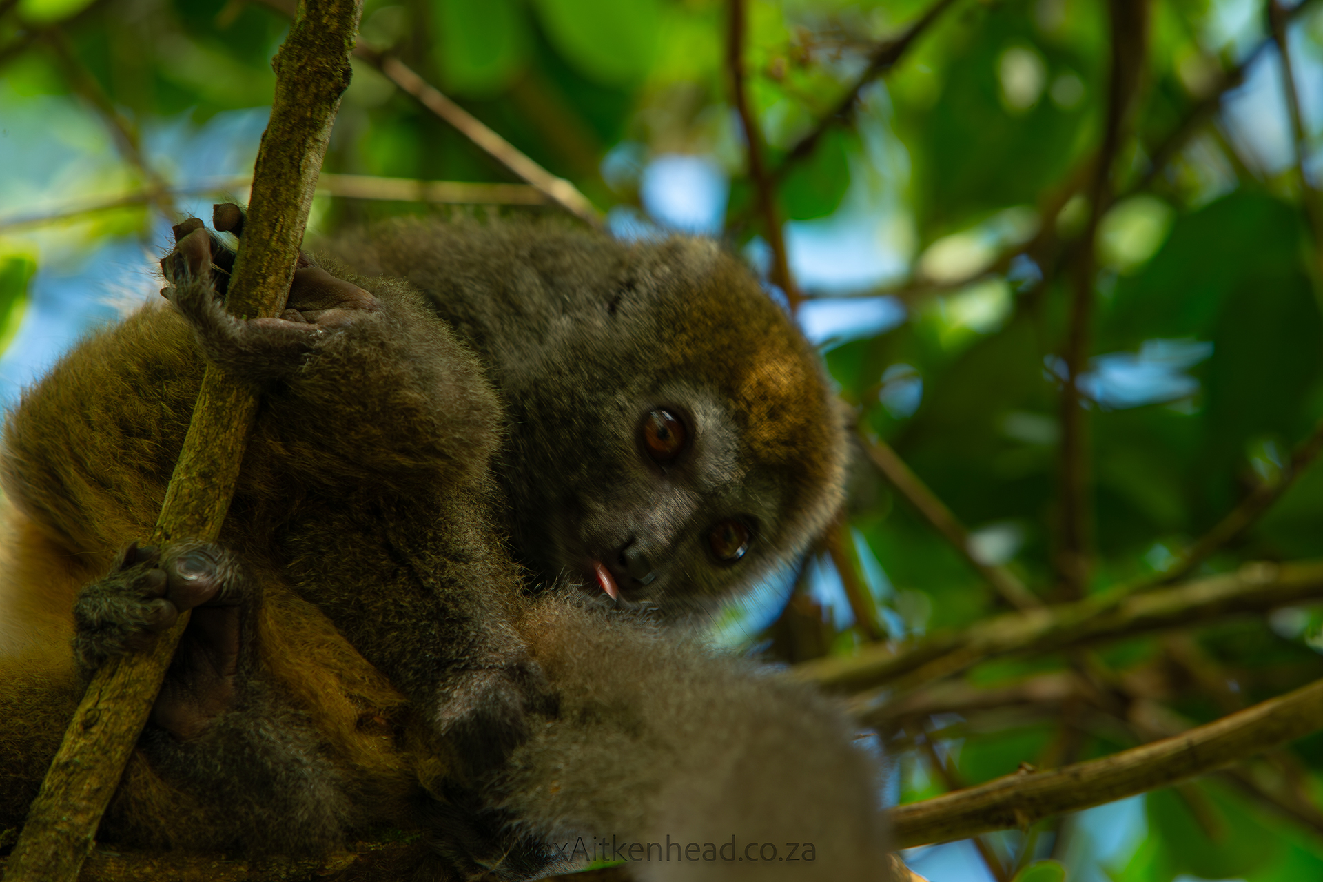 Madagascar, red island, island life, Lemurs, Chameleons, Helmet Vanga, Indri Indri, singing lemurs, forests, Tropical Paradise, Ile sainte Marie, Ile Aux Nattes, Andasebe, Morondava, Kirindy Forest, Mouse Lemurs, Holiday Destination, Endemic Species, Alex Aitkenhead