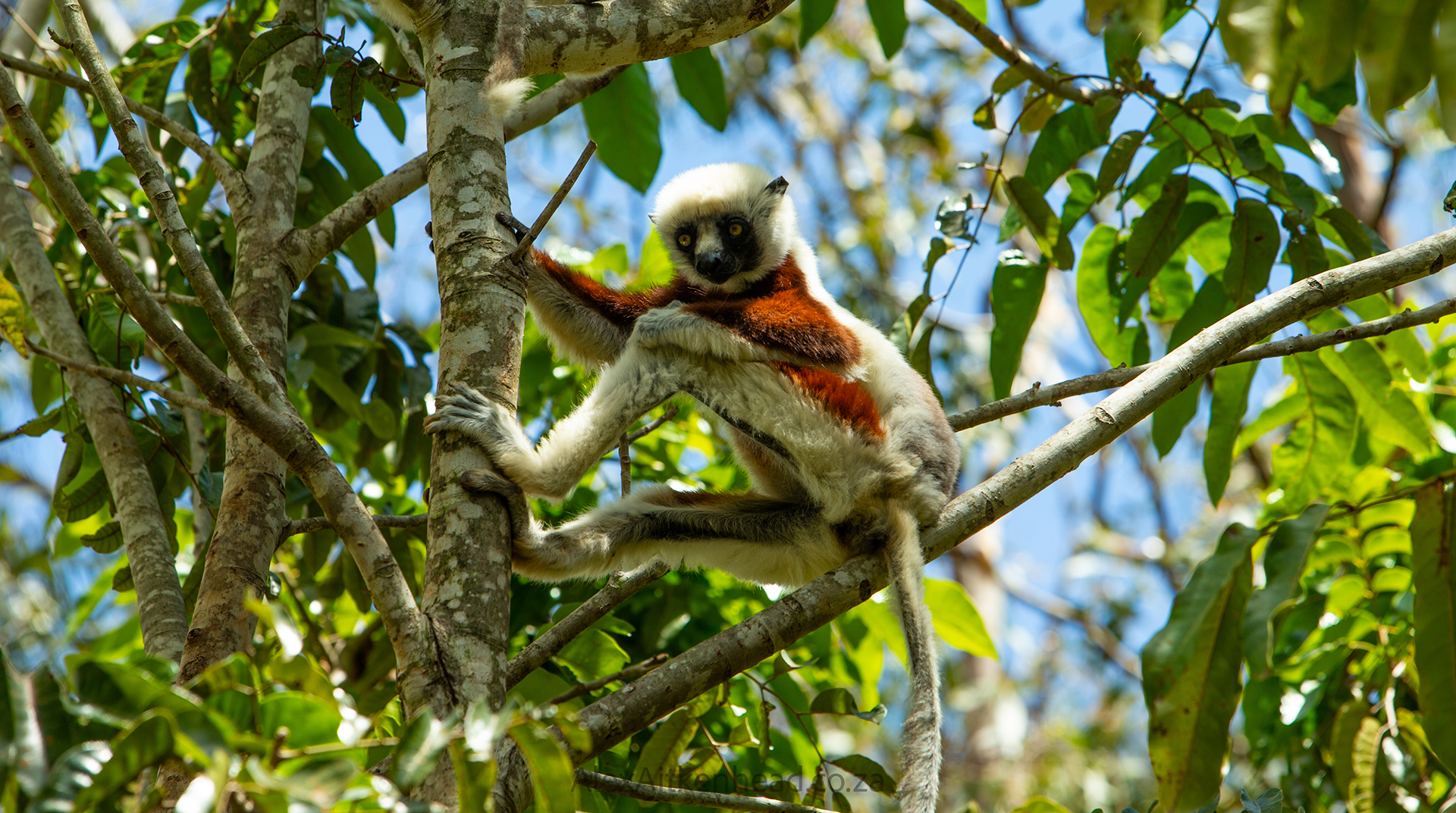 Madagascar, red island, island life, Lemurs, Chameleons, Helmet Vanga, Indri Indri, singing lemurs, forests, Tropical Paradise, Ile sainte Marie, Ile Aux Nattes, Andasebe, Morondava, Kirindy Forest, Mouse Lemurs, Holiday Destination, Endemic Species, Alex Aitkenhead