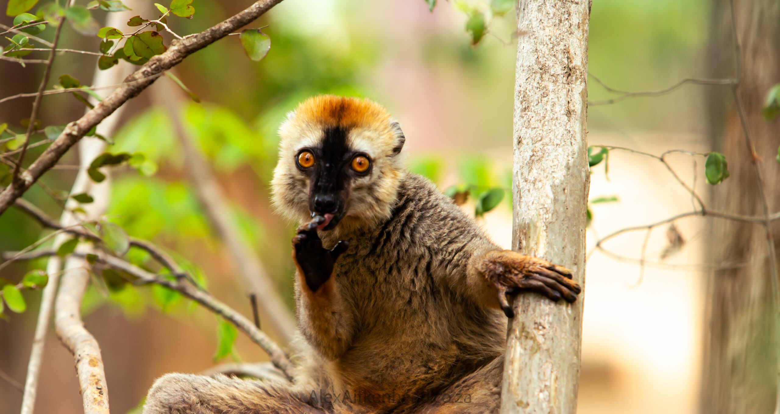 Madagascar, red island, island life, Lemurs, Chameleons, Helmet Vanga, Indri Indri, singing lemurs, forests, Tropical Paradise, Ile sainte Marie, Ile Aux Nattes, Andasebe, Morondava, Kirindy Forest, Mouse Lemurs, Holiday Destination, Endemic Species, Alex Aitkenhead