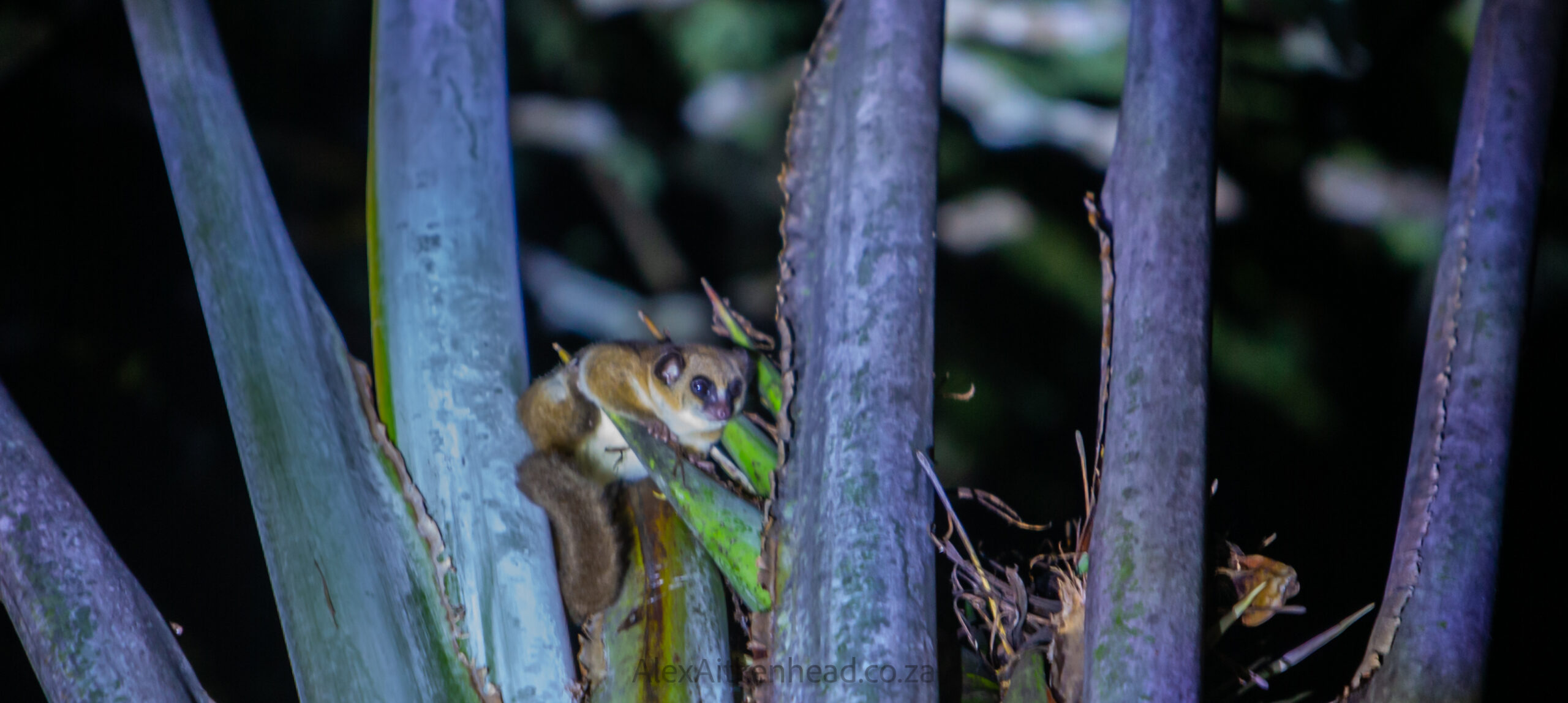 Madagascar, red island, island life, Lemurs, Chameleons, Helmet Vanga, Indri Indri, singing lemurs, forests, Tropical Paradise, Ile sainte Marie, Ile Aux Nattes, Andasebe, Morondava, Kirindy Forest, Mouse Lemurs, Holiday Destination, Endemic Species, Alex Aitkenhead