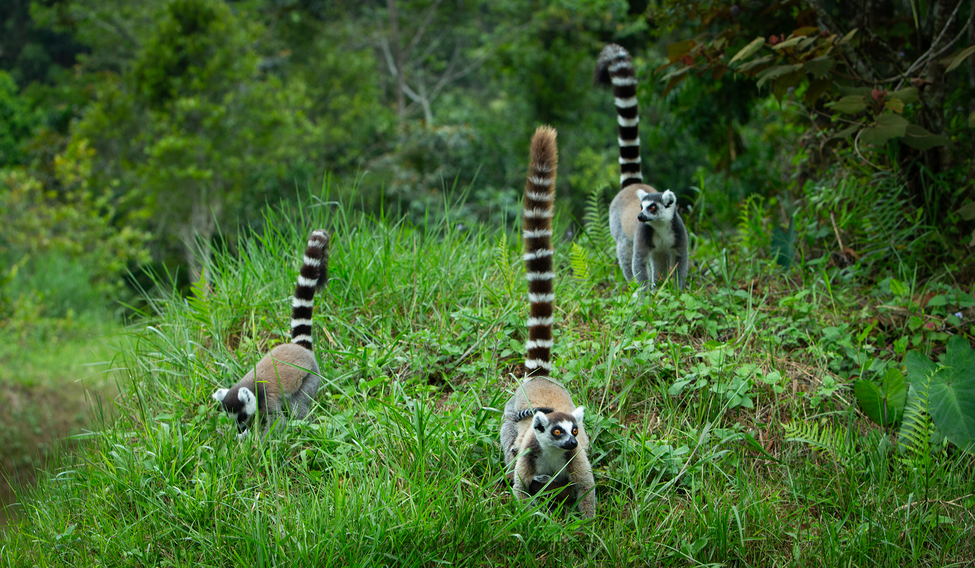 Madagascar, red island, island life, Lemurs, Chameleons, Helmet Vanga, Indri Indri, singing lemurs, forests, Tropical Paradise, Ile sainte Marie, Ile Aux Nattes, Andasebe, Morondava, Kirindy Forest, Mouse Lemurs, Holiday Destination, Endemic Species, Alex Aitkenhead