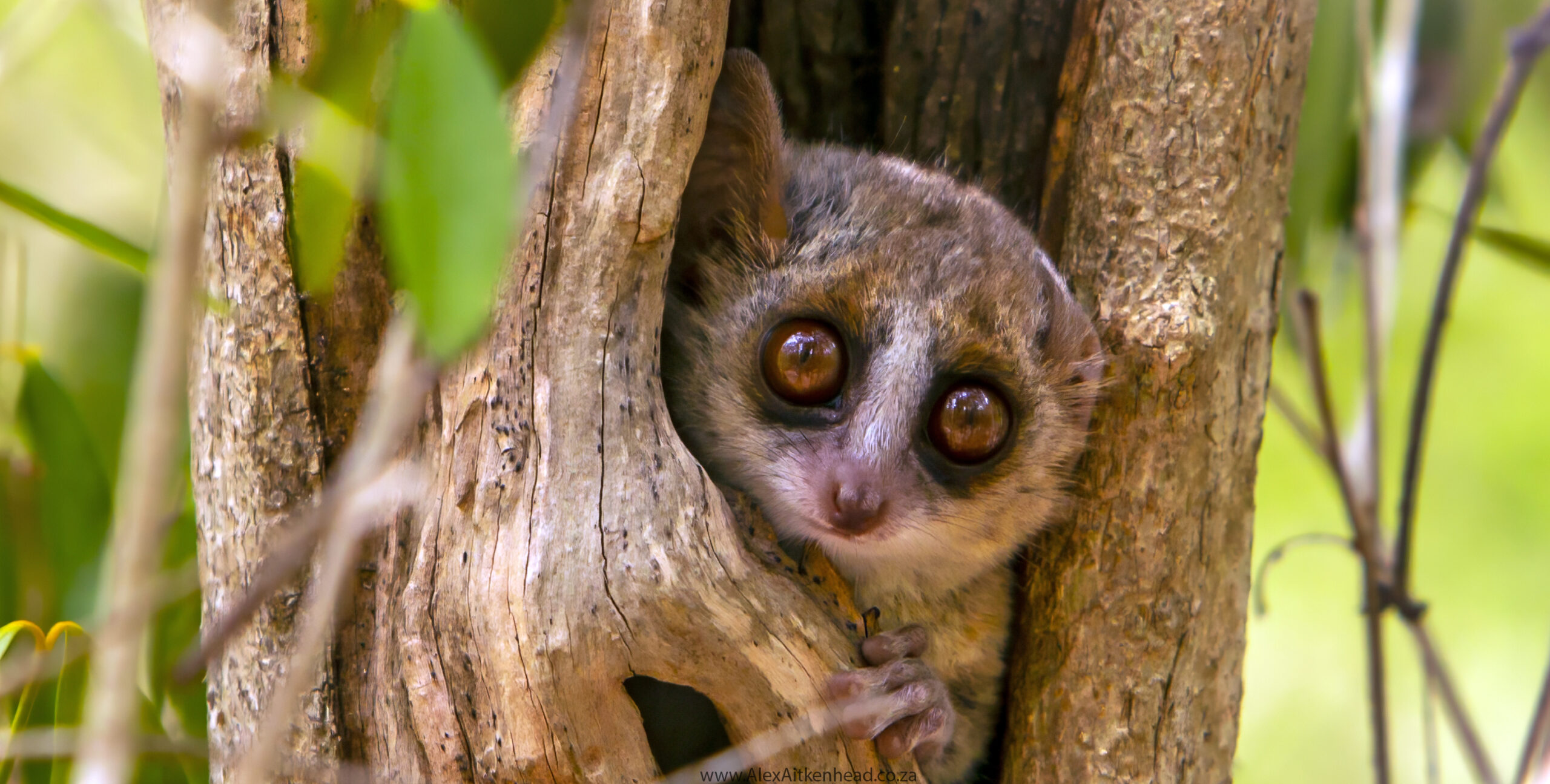 Madagascar, red island, island life, Lemurs, Chameleons, Helmet Vanga, Indri Indri, singing lemurs, forests, Tropical Paradise, Ile sainte Marie, Ile Aux Nattes, Andasebe, Morondava, Kirindy Forest, Mouse Lemurs, Holiday Destination, Endemic Species, Alex Aitkenhead
