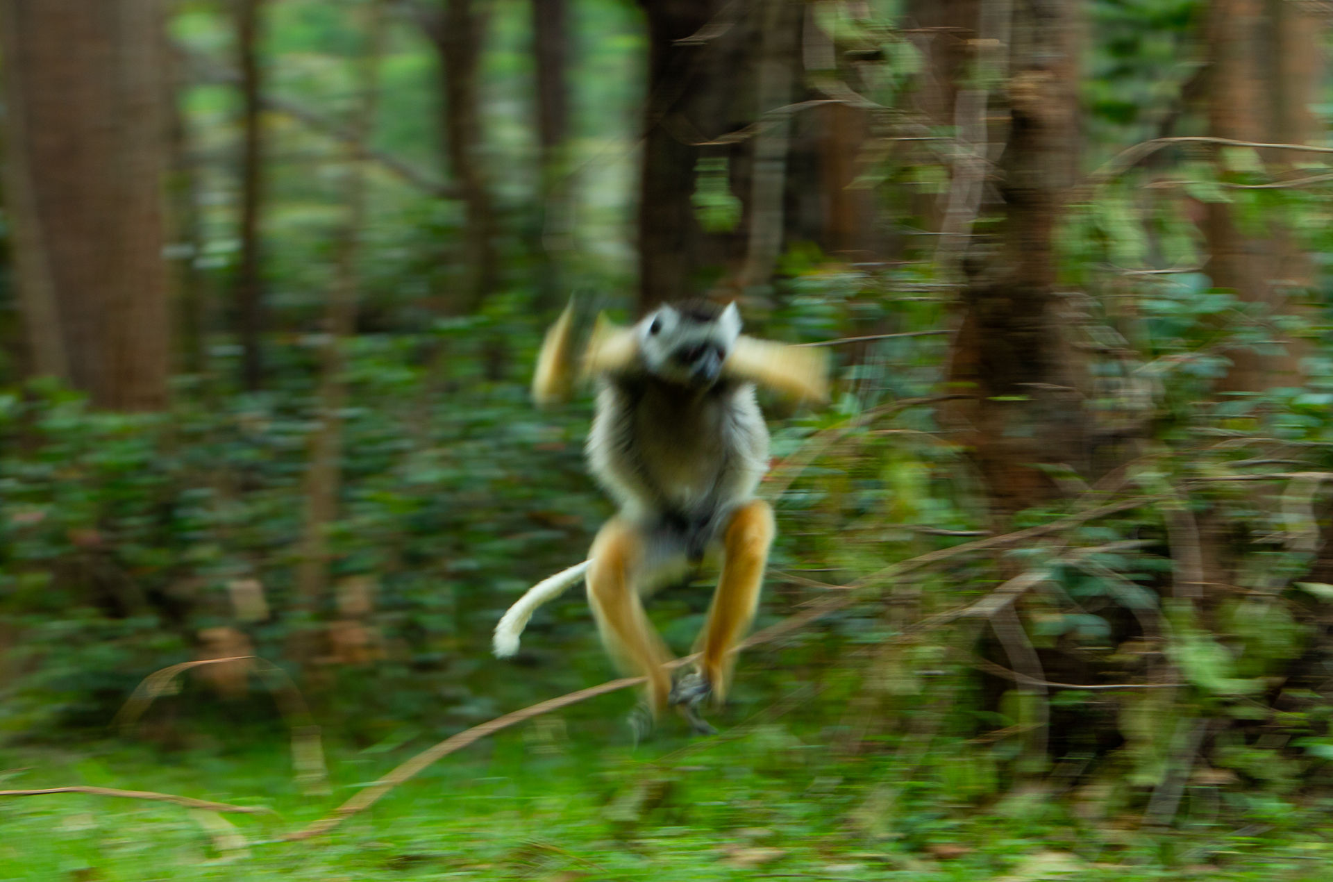 Madagascar, red island, island life, Lemurs, Chameleons, Helmet Vanga, Indri Indri, singing lemurs, forests, Tropical Paradise, Ile sainte Marie, Ile Aux Nattes, Andasebe, Morondava, Kirindy Forest, Mouse Lemurs, Holiday Destination, Endemic Species