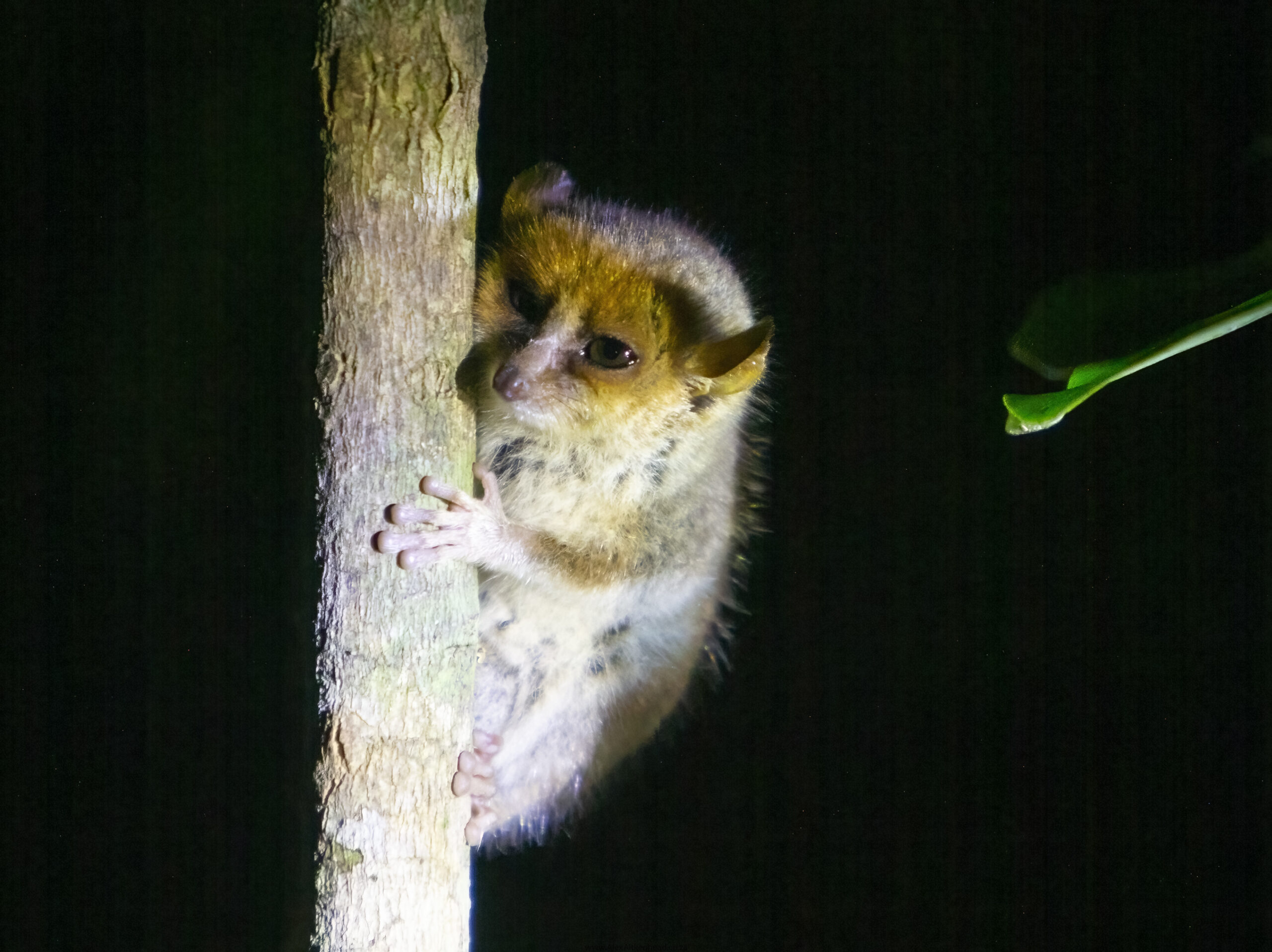 Madagascar, red island, island life, Lemurs, Chameleons, Helmet Vanga, Indri Indri, singing lemurs, forests, Tropical Paradise, Ile sainte Marie, Ile Aux Nattes, Andasebe, Morondava, Kirindy Forest, Mouse Lemurs, Holiday Destination, Endemic Species, Alex Aitkenhead