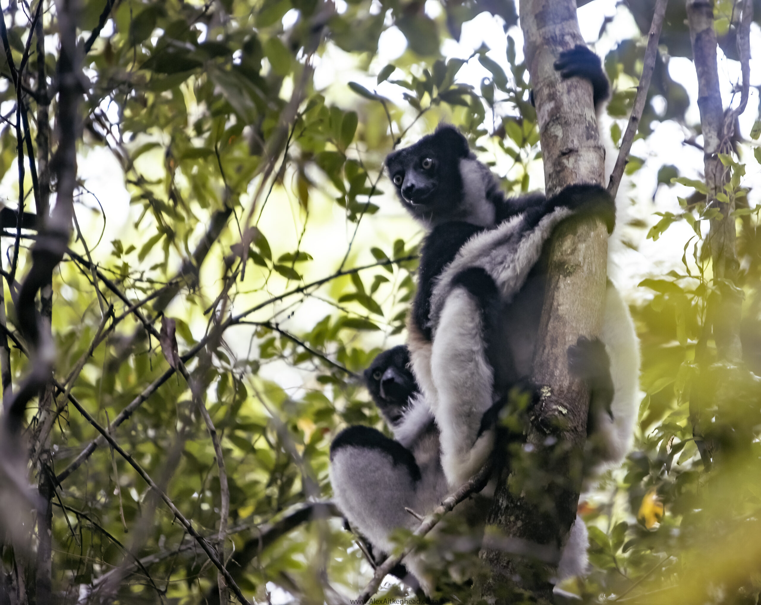 Madagascar, red island, island life, Lemurs, Chameleons, Helmet Vanga, Indri Indri, singing lemurs, forests, Tropical Paradise, Ile sainte Marie, Ile Aux Nattes, Andasebe, Morondava, Kirindy Forest, Mouse Lemurs, Holiday Destination, Endemic Species, Alex Aitkenhead