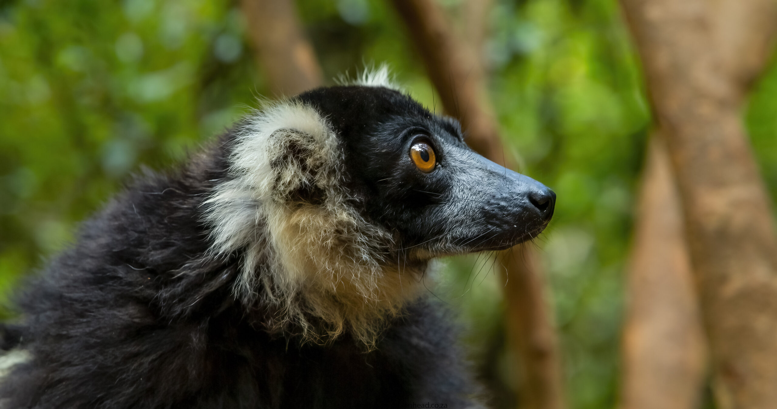 Madagascar, red island, island life, Lemurs, Chameleons, Helmet Vanga, Indri Indri, singing lemurs, forests, Tropical Paradise, Ile sainte Marie, Ile Aux Nattes, Andasebe, Morondava, Kirindy Forest, Mouse Lemurs, Holiday Destination, Endemic Species, Alex Aitkenhead