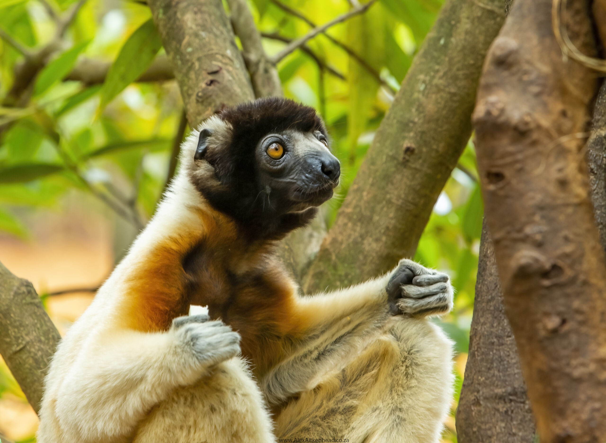 Madagascar, red island, island life, Lemurs, Chameleons, Helmet Vanga, Indri Indri, singing lemurs, forests, Tropical Paradise, Ile sainte Marie, Ile Aux Nattes, Andasebe, Morondava, Kirindy Forest, Mouse Lemurs, Holiday Destination, Endemic Species, Alex Aitkenhead