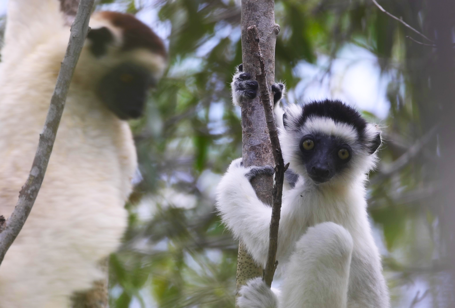 Madagascar, red island, island life, Lemurs, Chameleons, Helmet Vanga, Indri Indri, singing lemurs, forests, Tropical Paradise, Ile sainte Marie, Ile Aux Nattes, Andasebe, Morondava, Kirindy Forest, Mouse Lemurs, Holiday Destination, Endemic Species, Alex Aitkenhead