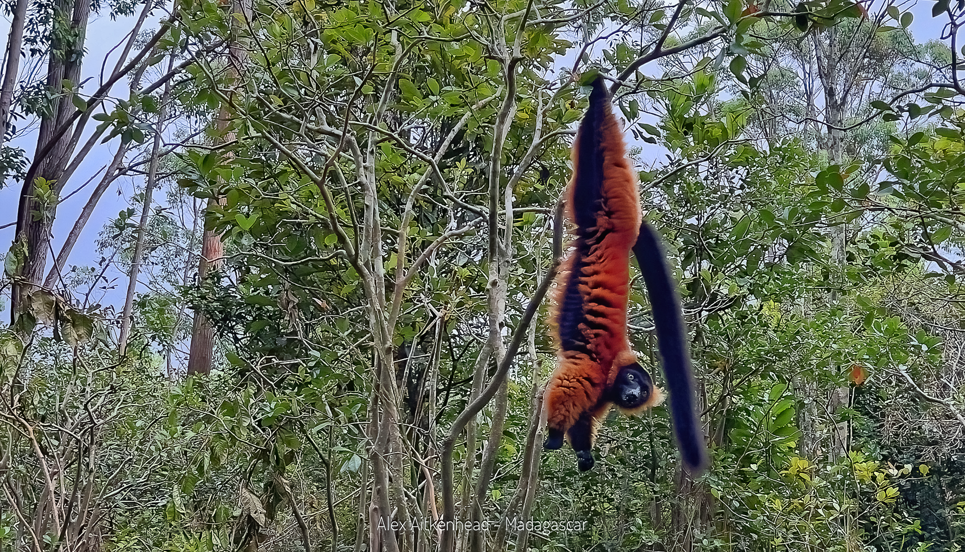 Madagascar, red island, island life, Lemurs, Chameleons, Helmet Vanga, Indri Indri, singing lemurs, forests, Tropical Paradise, Ile sainte Marie, Ile Aux Nattes, Andasebe, Morondava, Kirindy Forest, Mouse Lemurs, Holiday Destination, Endemic Species, Alex Aitkenhead