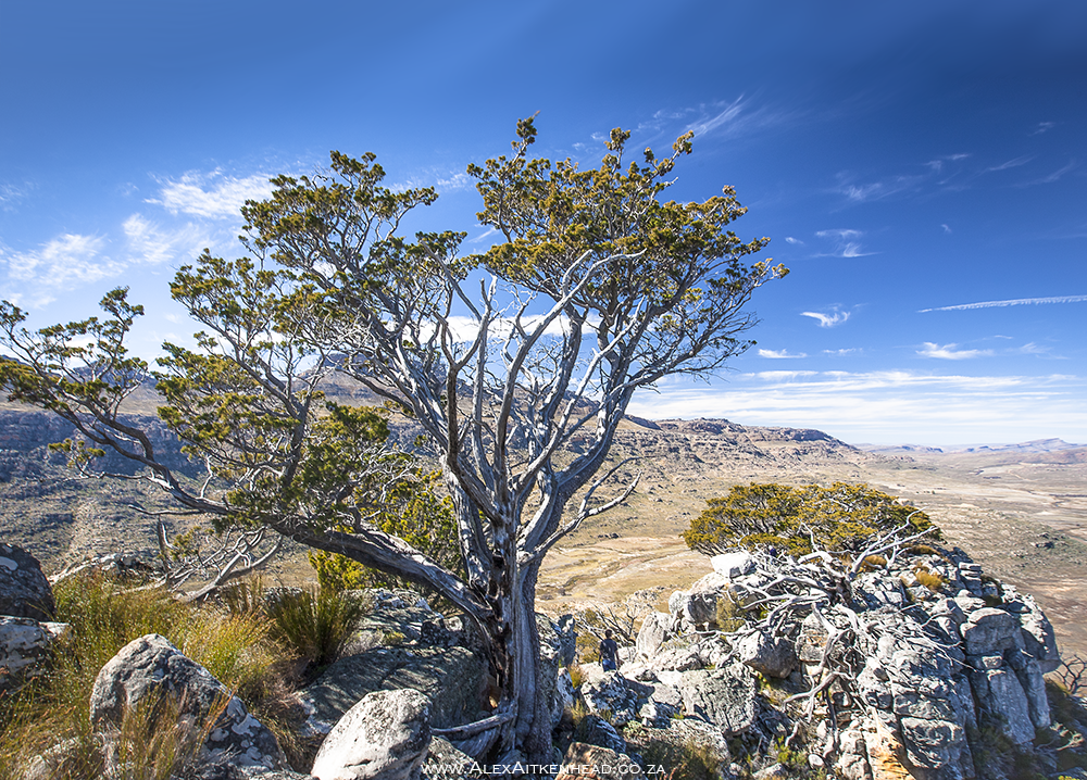 Cederberg, Wolfberg Arch, Wolfberg Cracks, Driehiek, Kromrivier, Sanddrif, Secret Cederberg, Mount Ceder, Truitjieskraal, Saalmanlagte, Savilla Rock Art Trail, Rocklands, Travellers Rest, Rock Climbing , San Rock Art, Maltese Cross, Dwars Revier, Groot Revier, Sanstone Rock Formations, Star Gazing, Cederberg Wilderness, Cape Nature Cederberg, Algeria, 