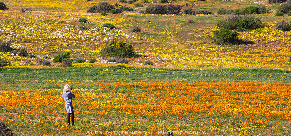 Cederberg, Wolfberg Arch, Wolfberg Cracks, Driehiek, Kromrivier, Sanddrif, Secret Cederberg, Mount Ceder, Truitjieskraal, Saalmanlagte, Savilla Rock Art Trail, Rocklands, Travellers Rest, Rock Climbing , San Rock Art, Maltese Cross, Dwars Revier, Groot Revier, Sanstone Rock Formations, Star Gazing, Cederberg Wilderness, Cape Nature Cederberg, Algeria,